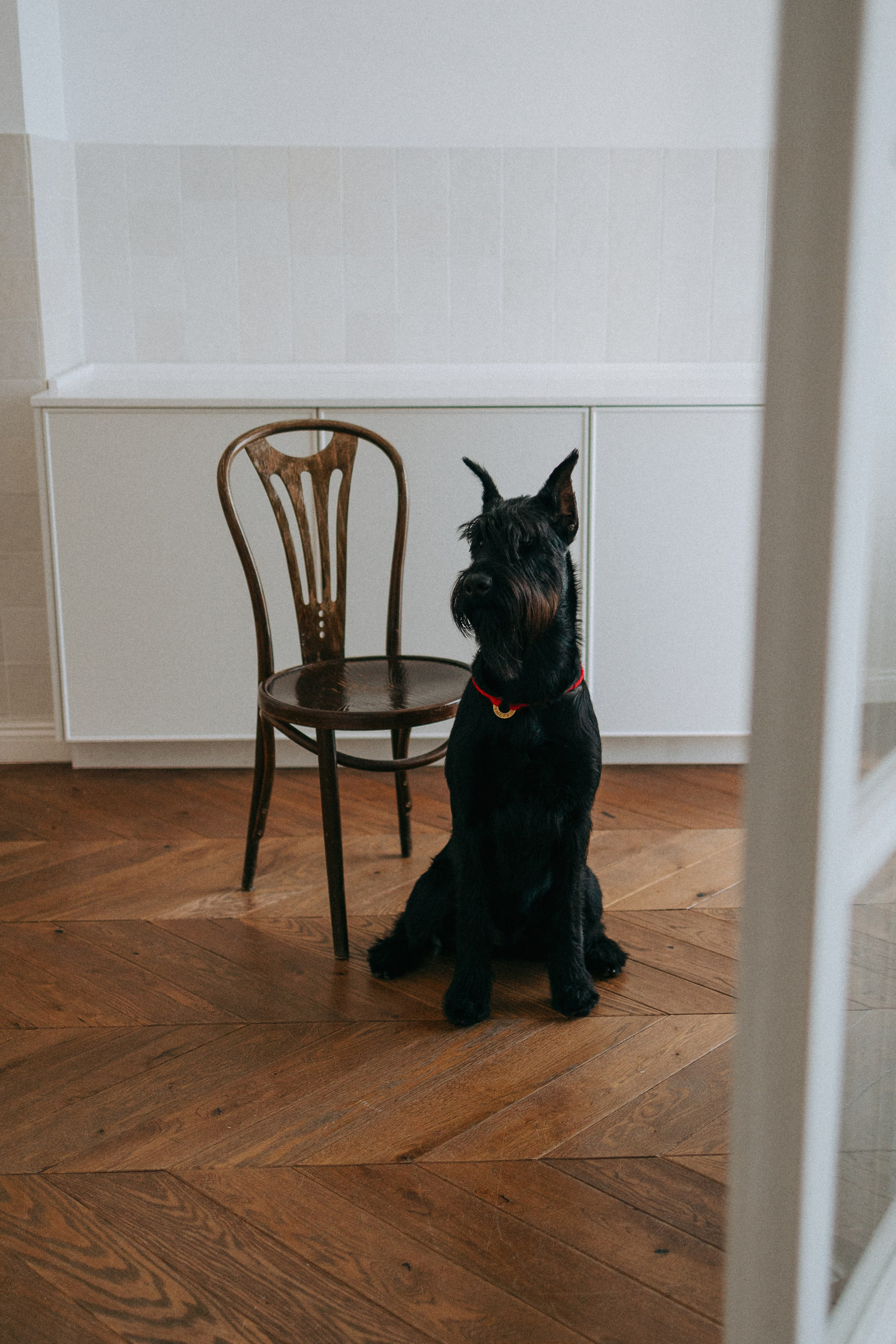 Умбра и Даша. Фотограф анималист Анастасия Пикей