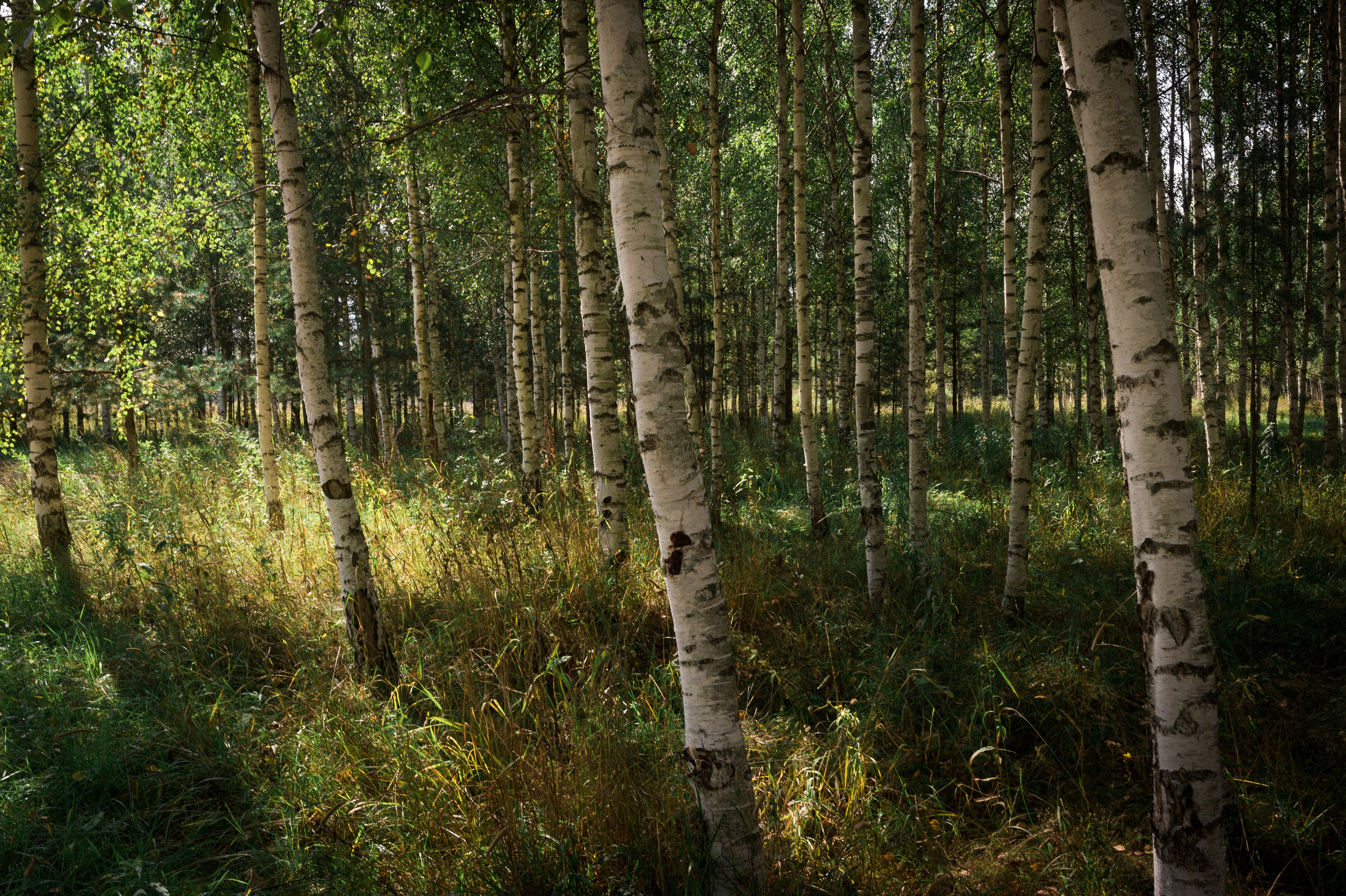 Tovanovo-Tver. Kartascheff