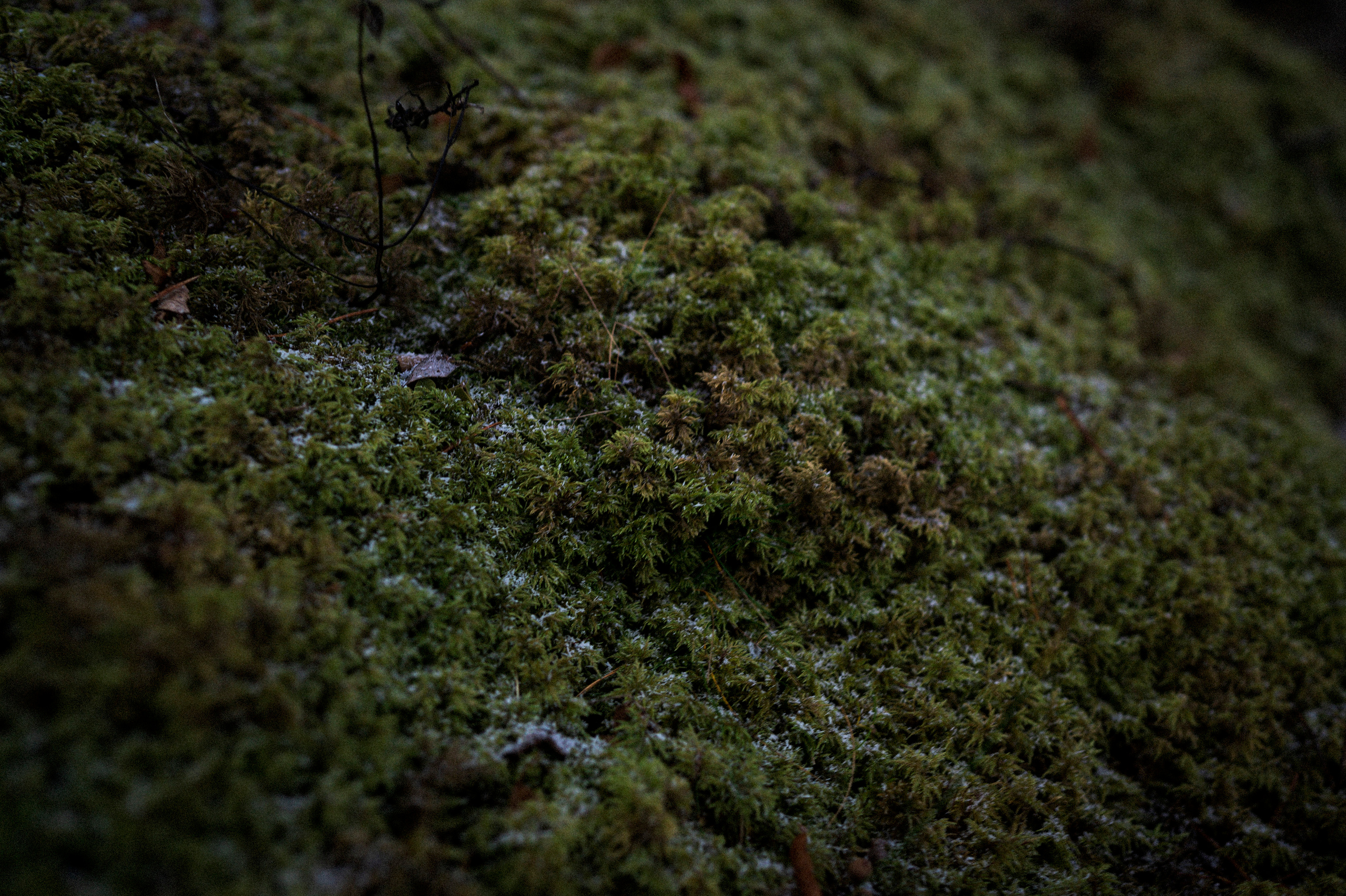 To the northwest of Russia. Kartascheff