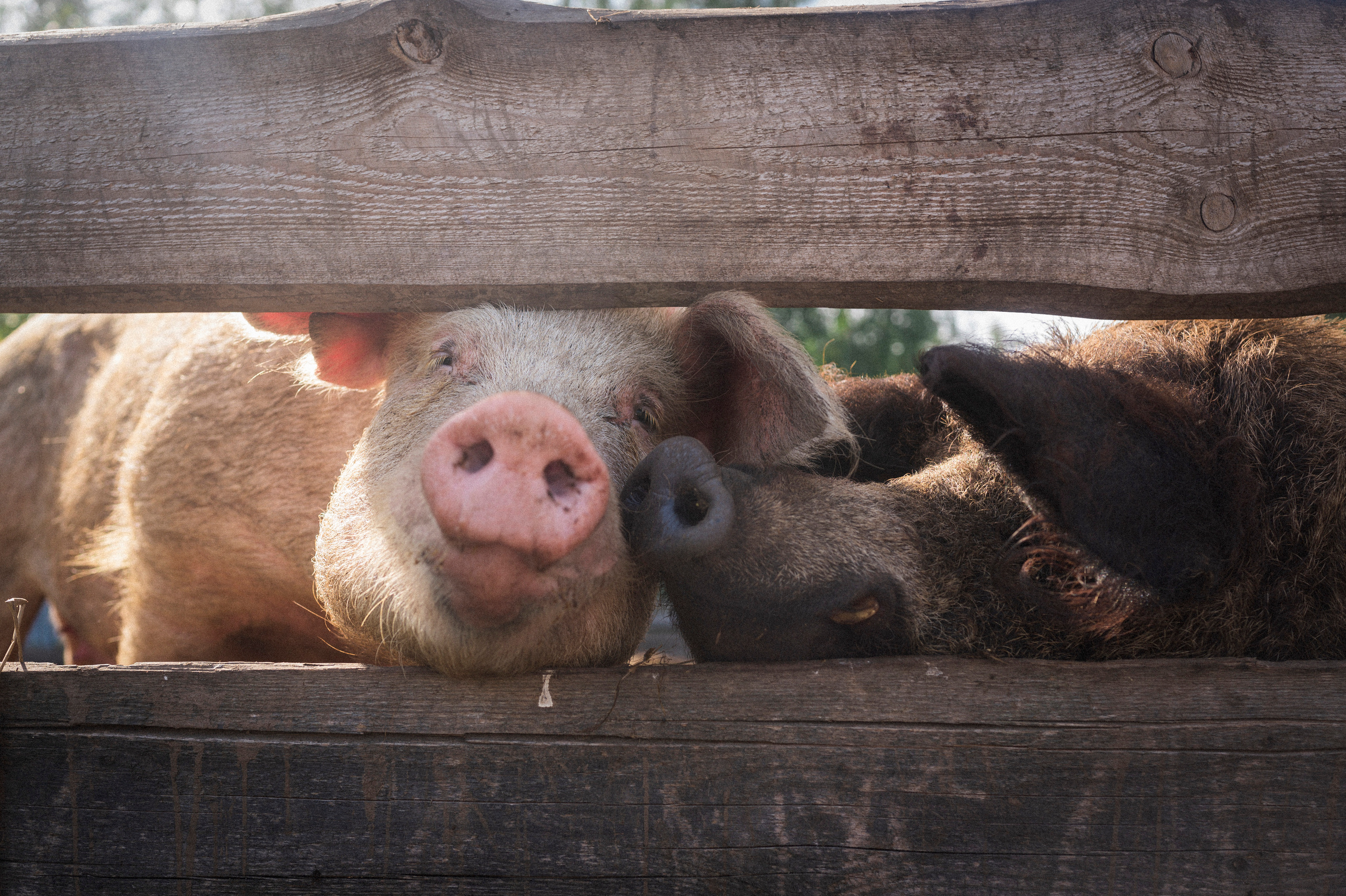 Tovanovo-Tver. Kartascheff