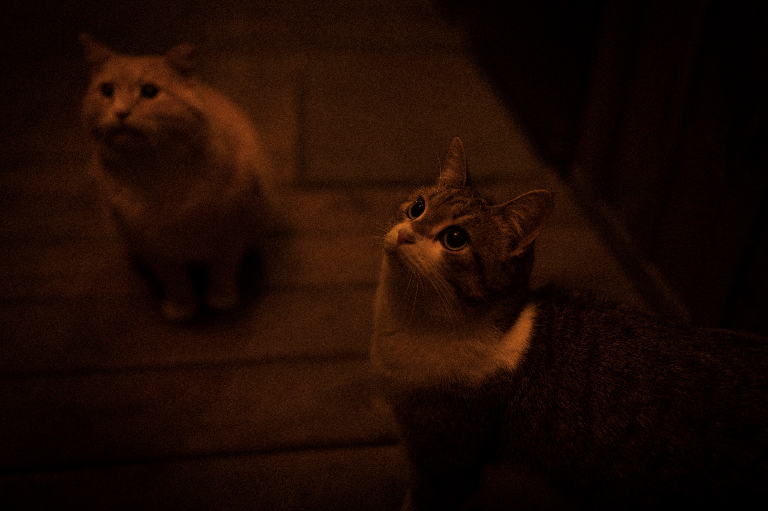 Cat feeding, 16.11.22. Kartascheff