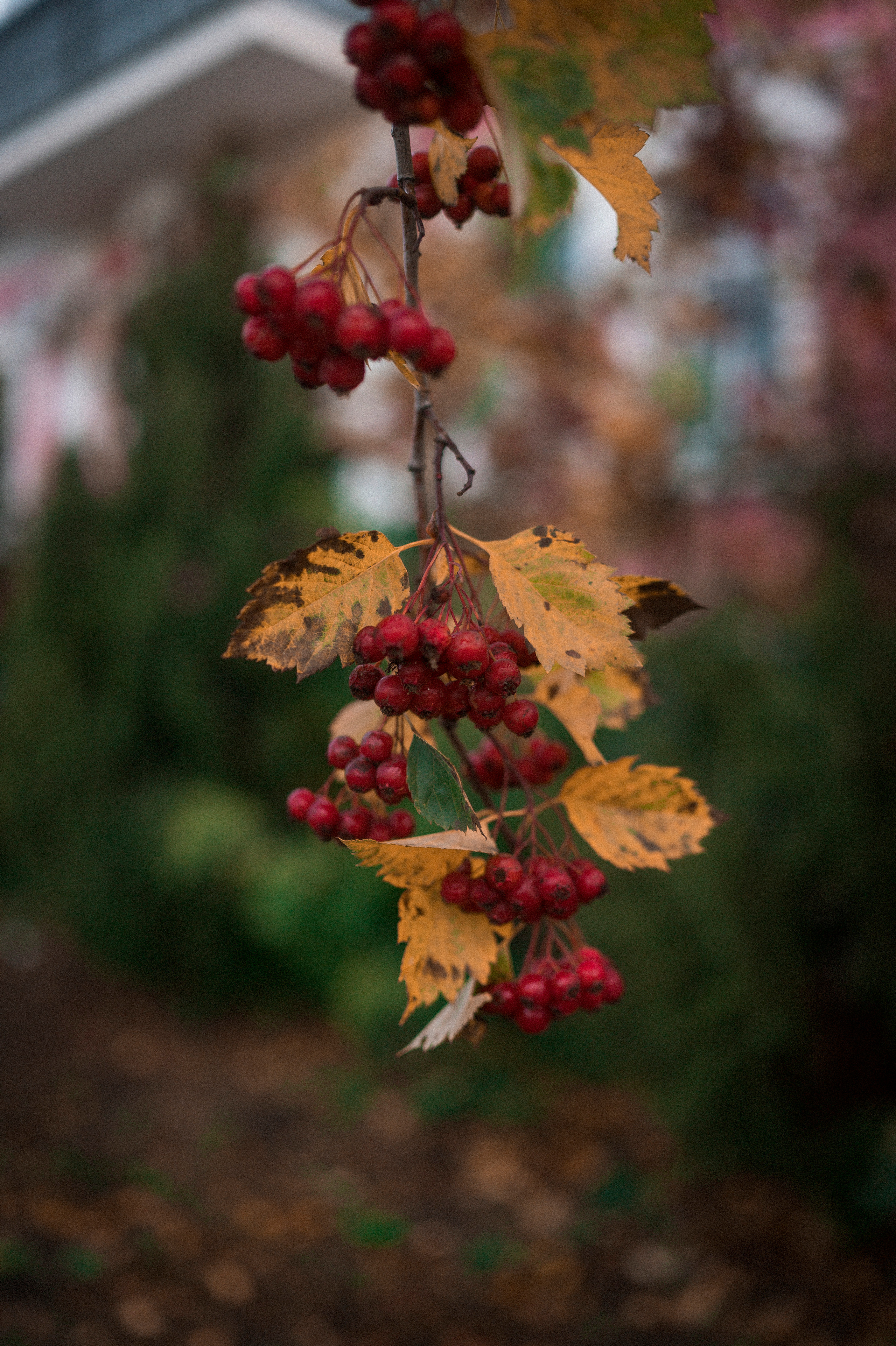 Autumn Trip to Russian towns. Kartascheff