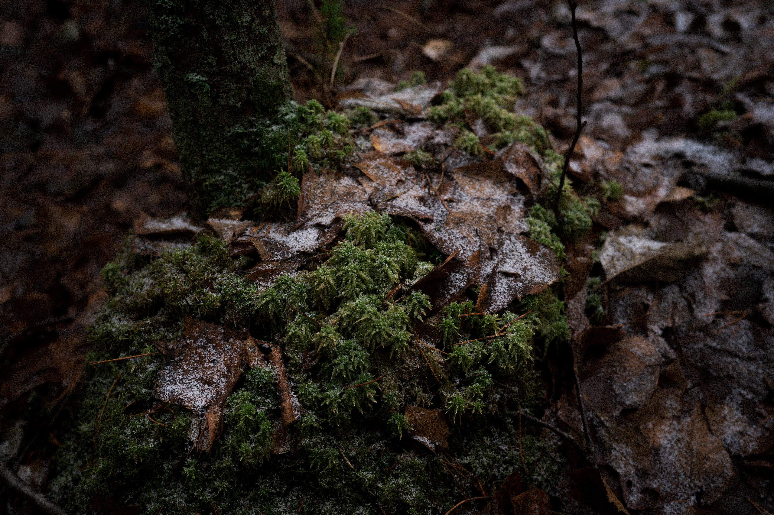 To the northwest of Russia. Kartascheff