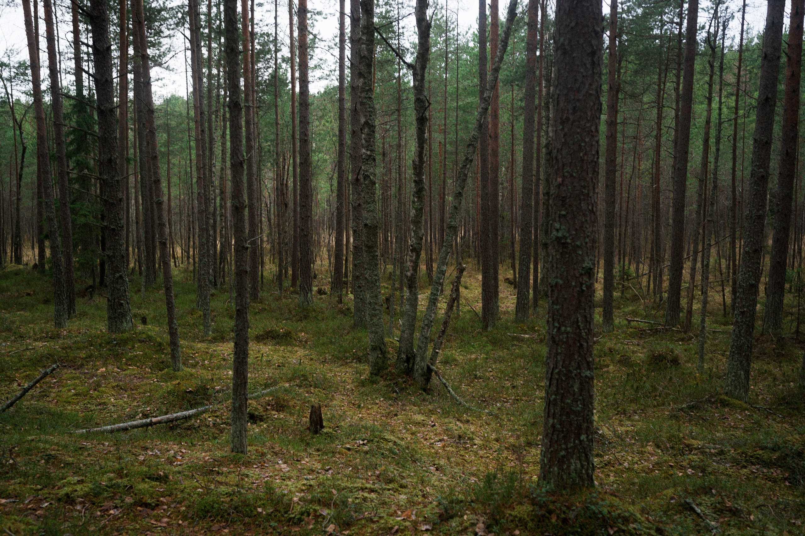 To the northwest of Russia. Kartascheff