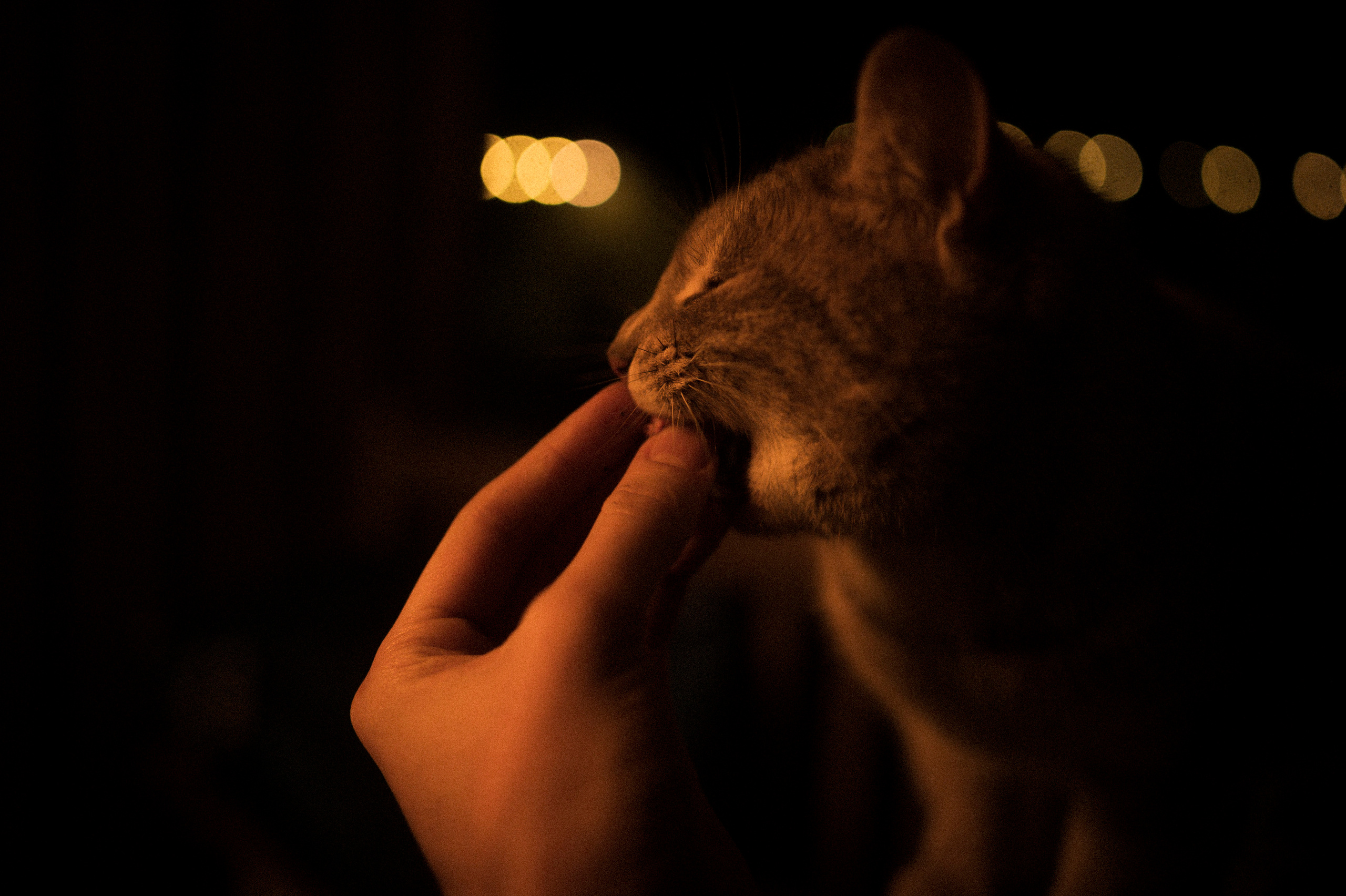 Cat feeding, 16.11.22. Kartascheff