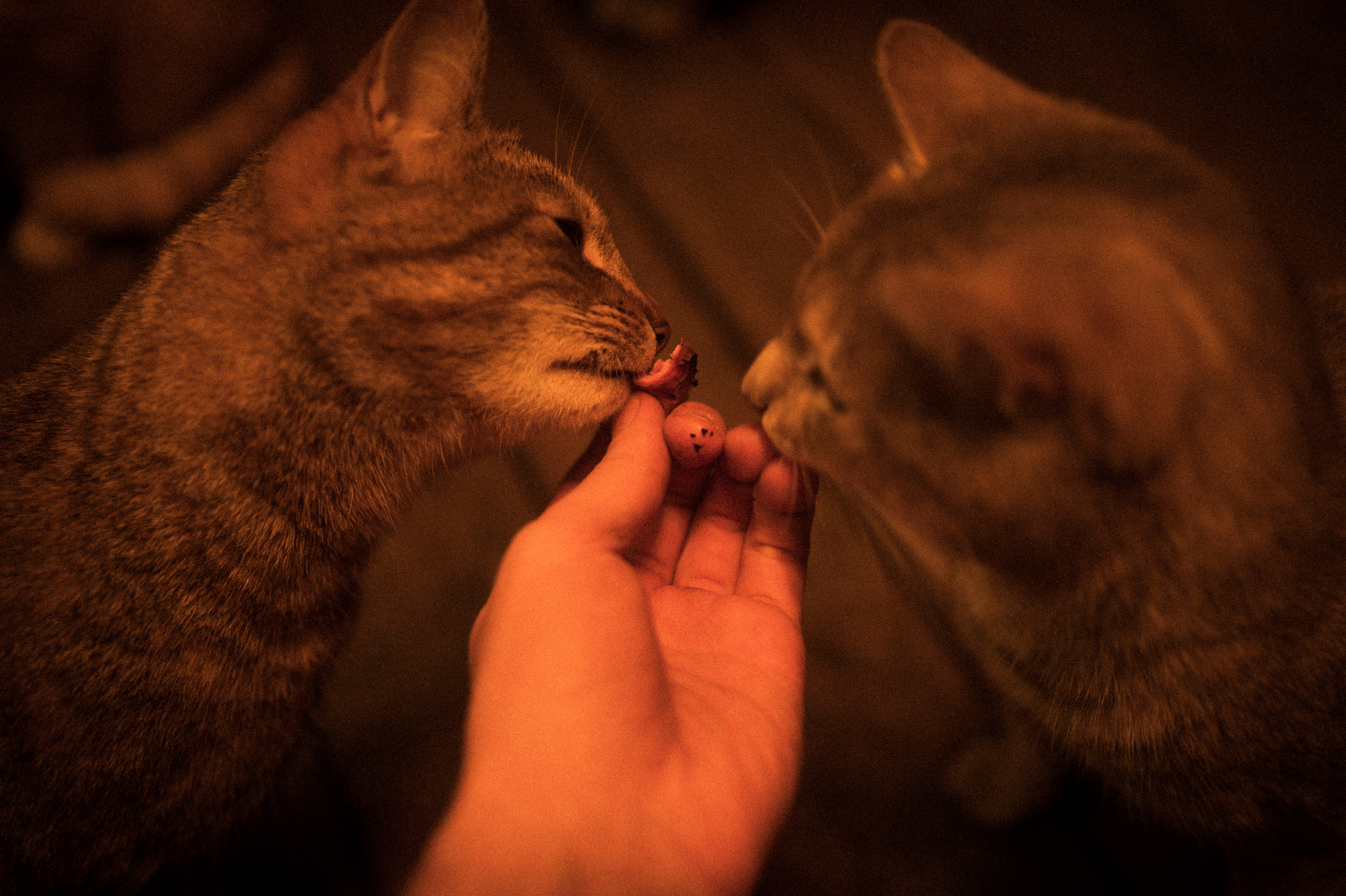 Cat feeding, 16.11.22. Kartascheff