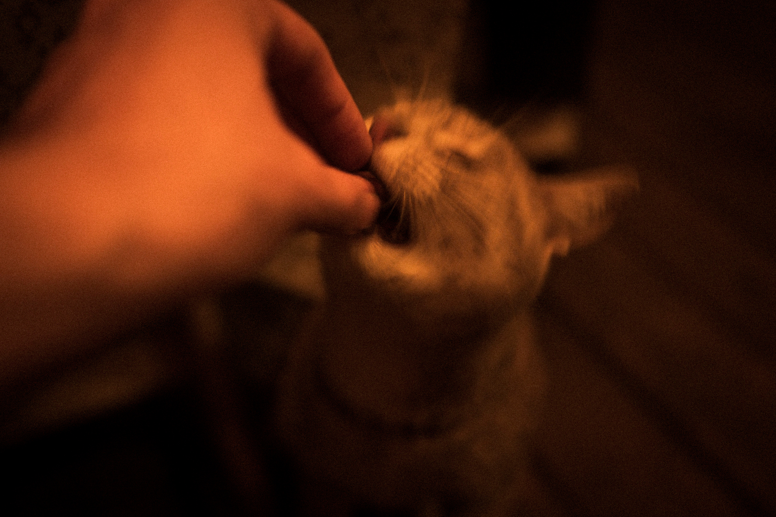 Cat feeding, 16.11.22. Kartascheff