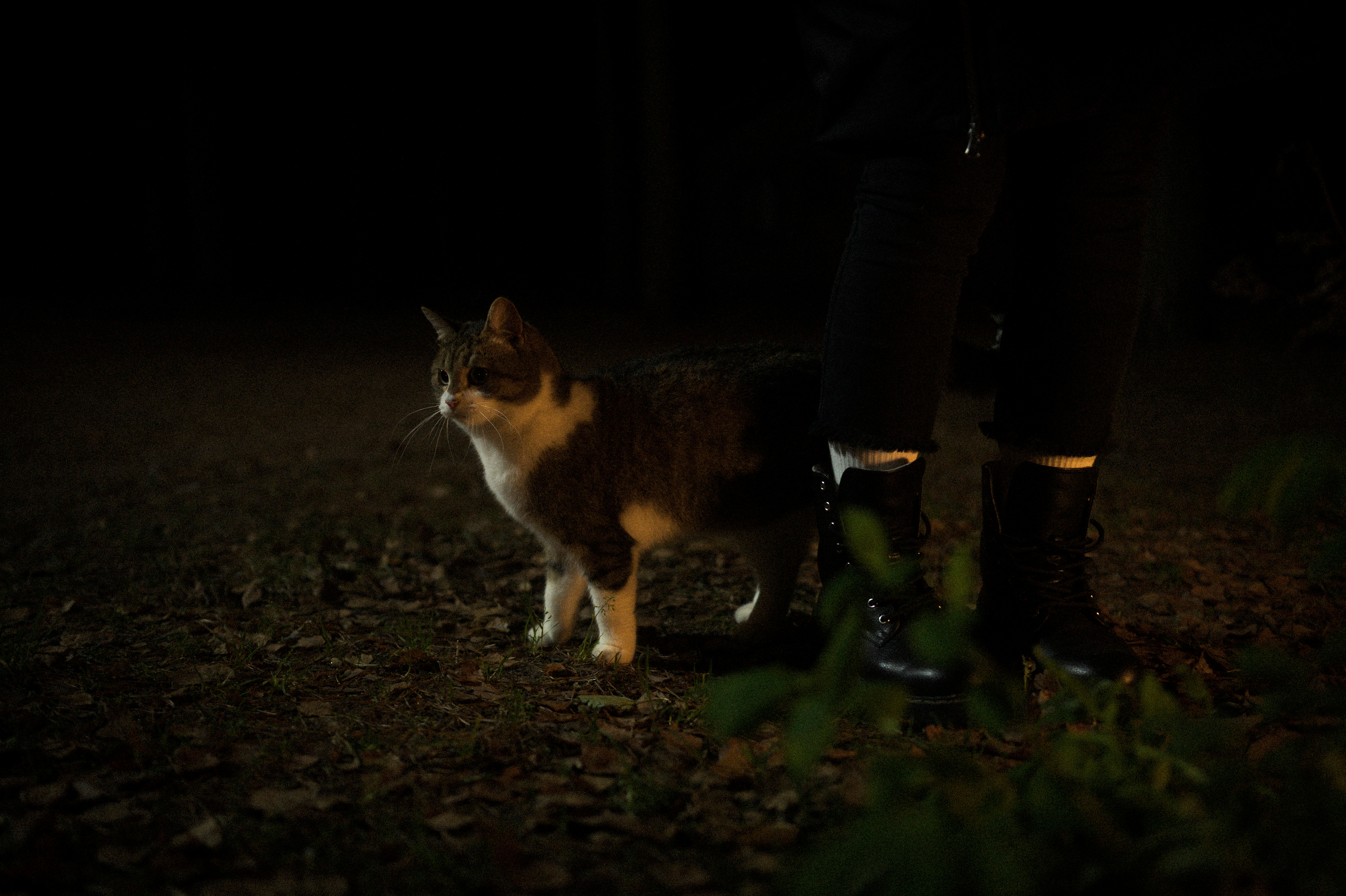 Cat feeding, 16.11.22. Kartascheff