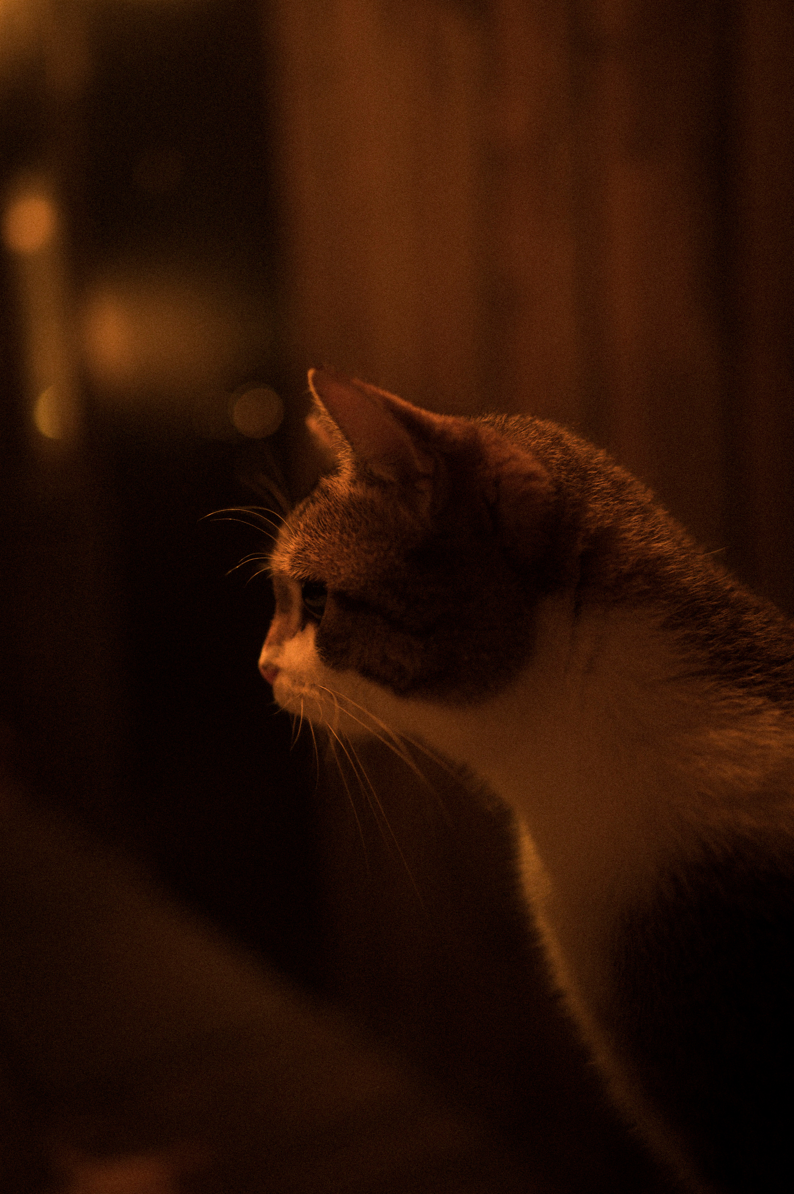 Cat feeding, 16.11.22. Kartascheff