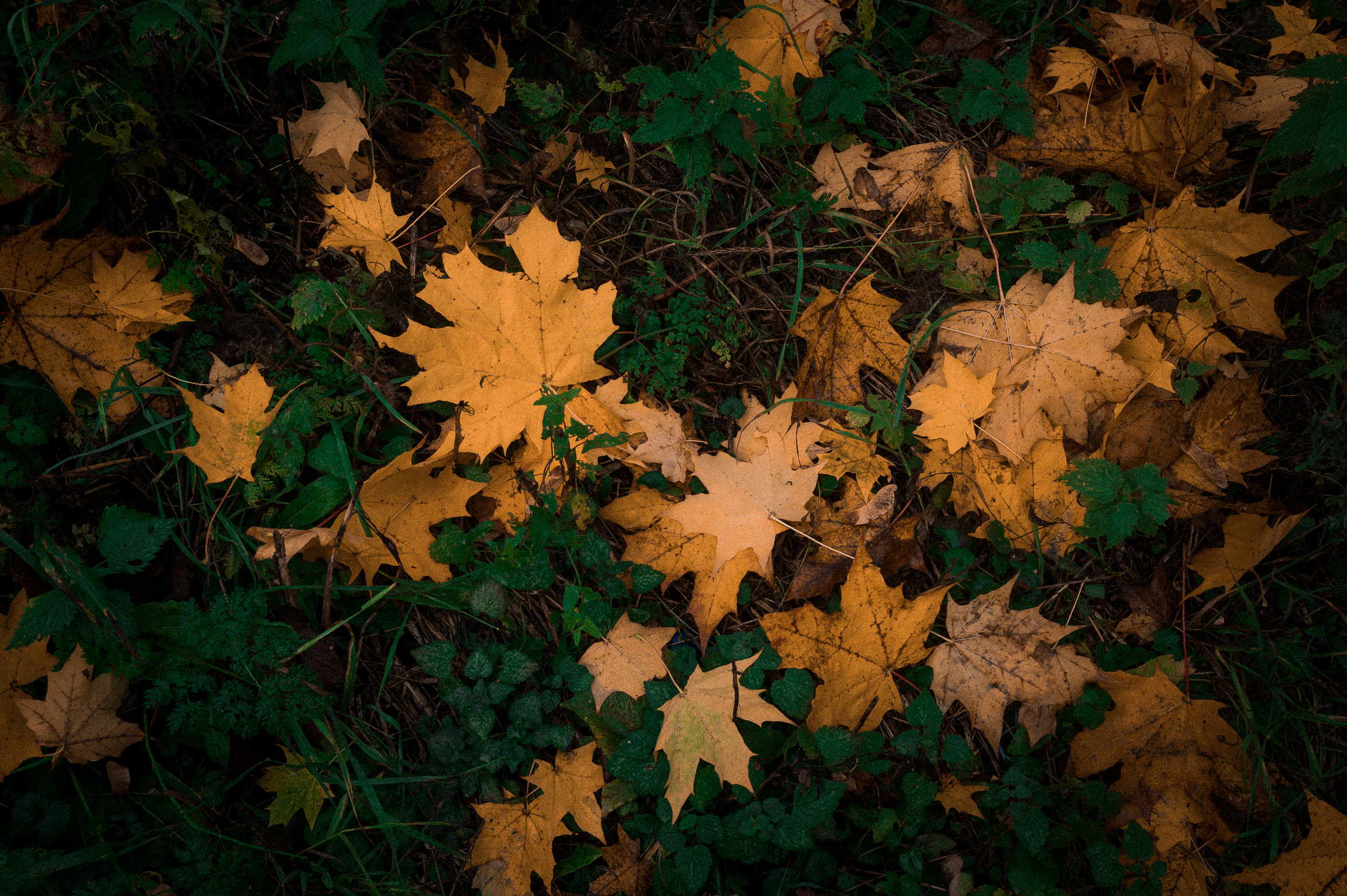Autumn Trip to Russian towns. Kartascheff