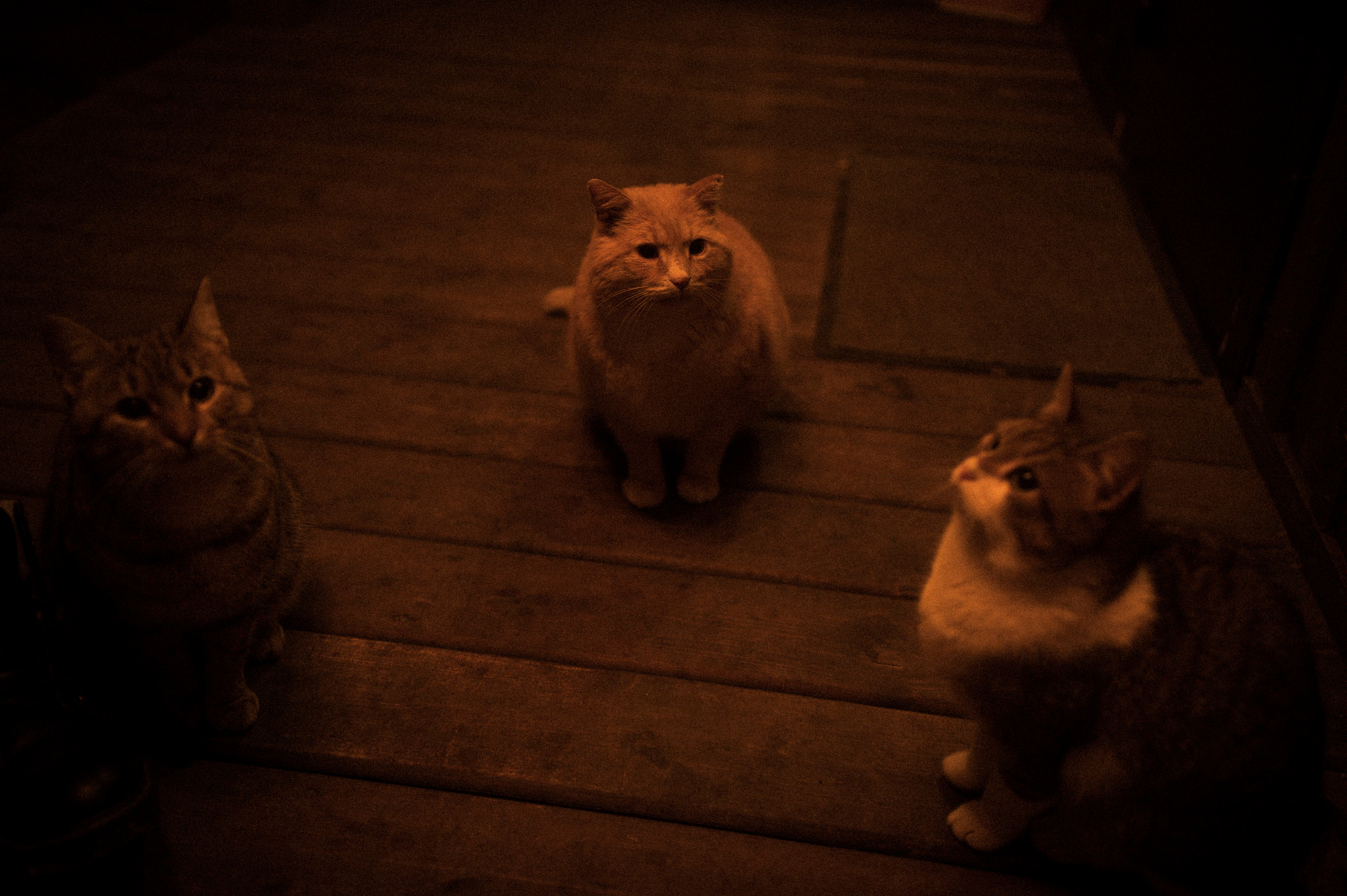 Cat feeding, 16.11.22. Kartascheff