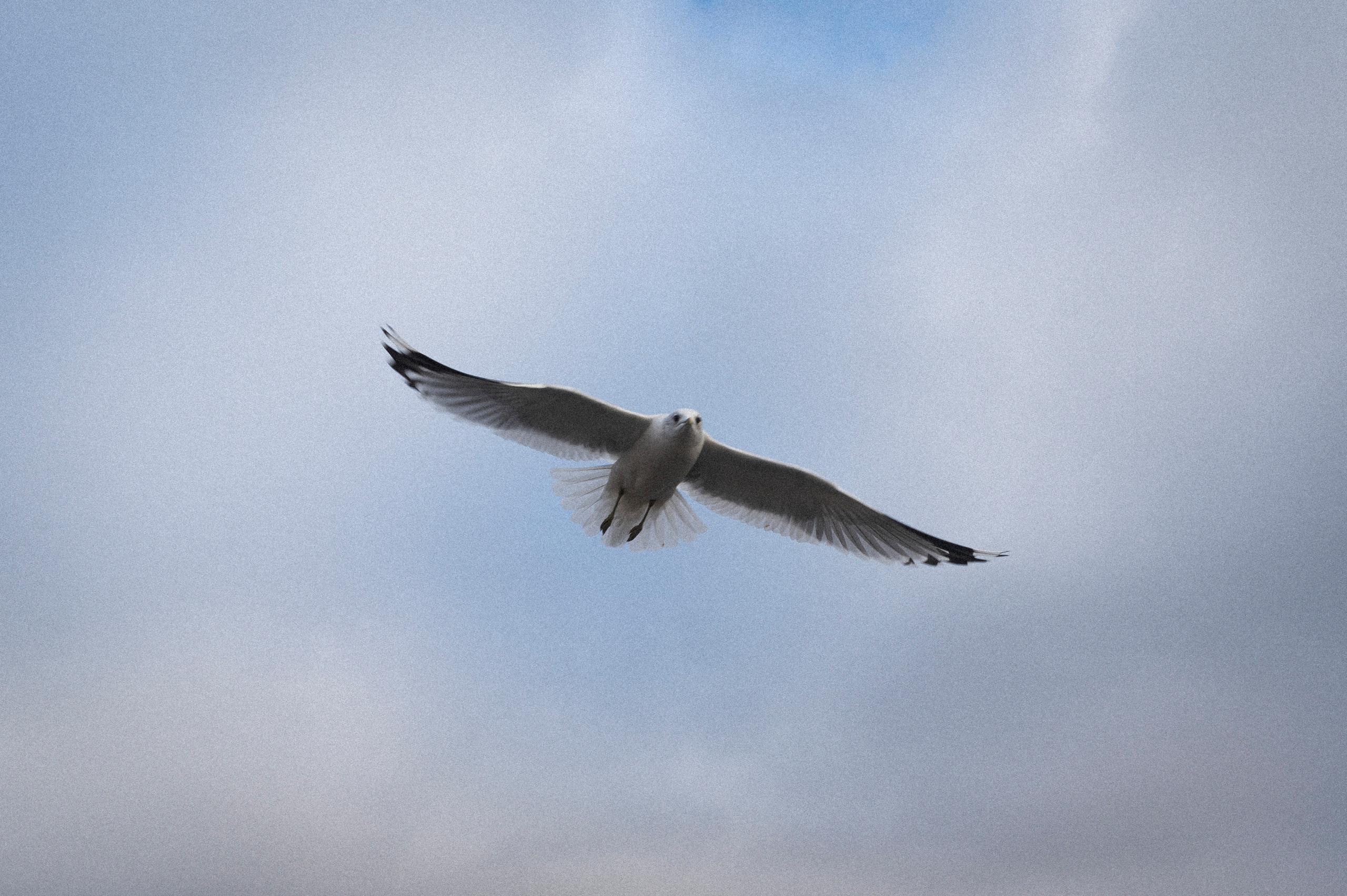 To the northwest of Russia. Kartascheff