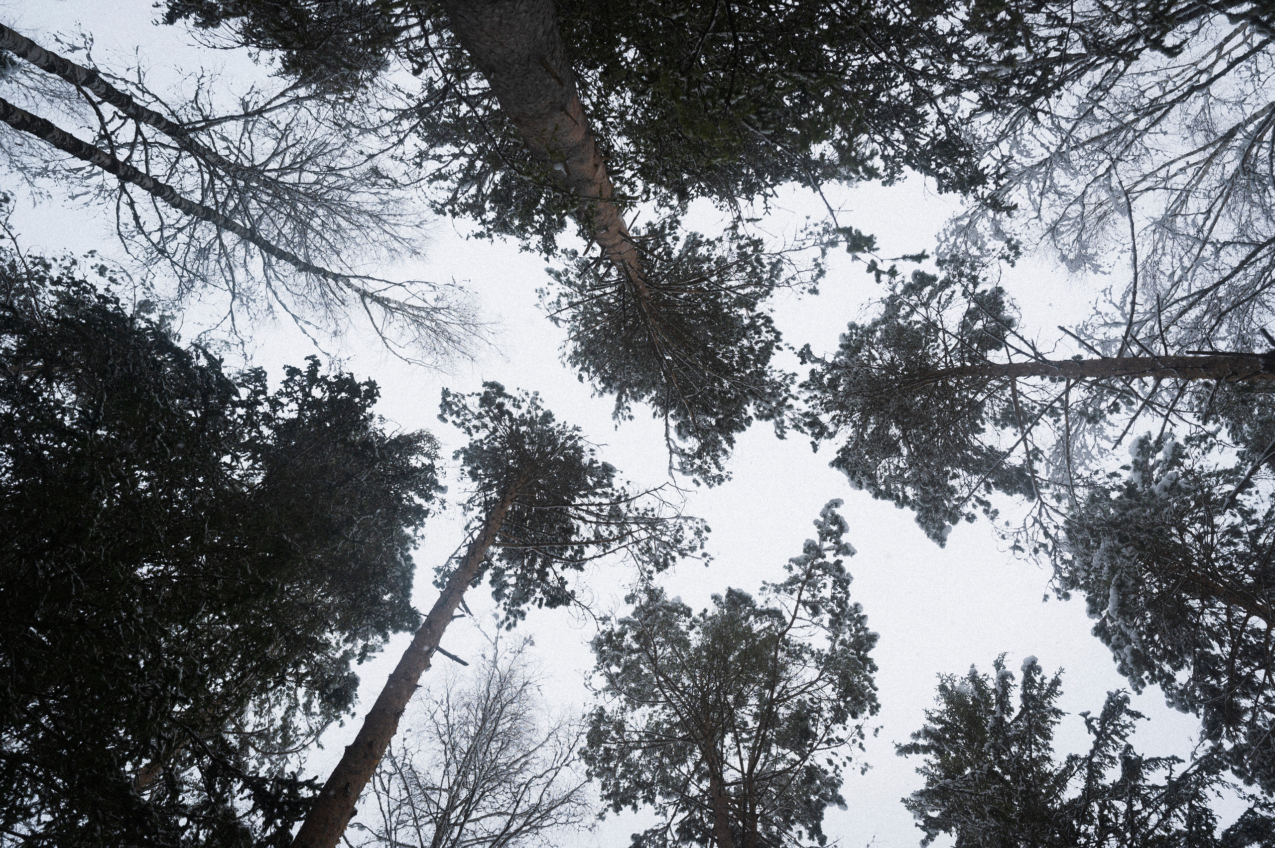 To the northwest of Russia. Kartascheff