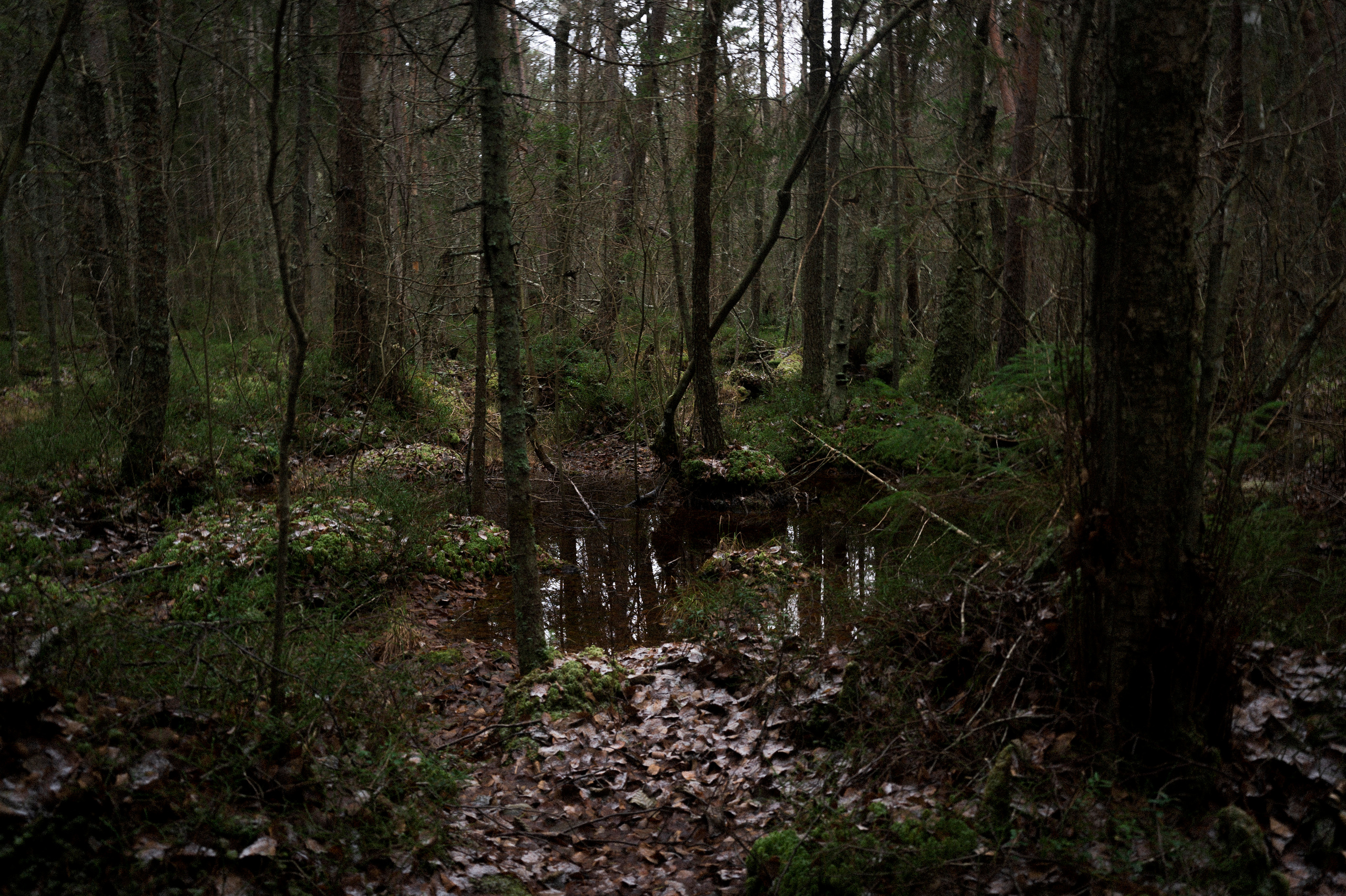 To the northwest of Russia. Kartascheff