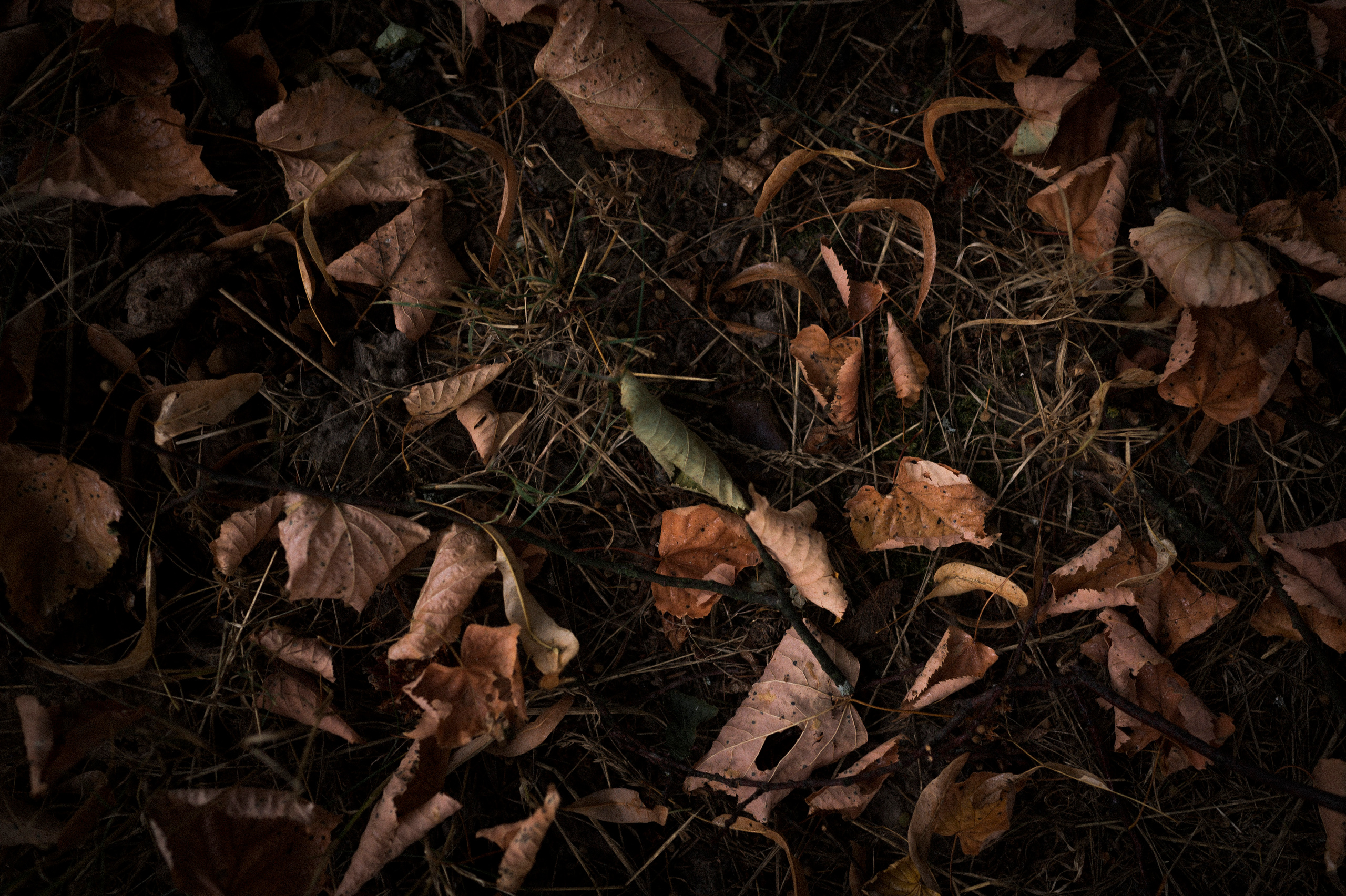 August 2022. Kartascheff