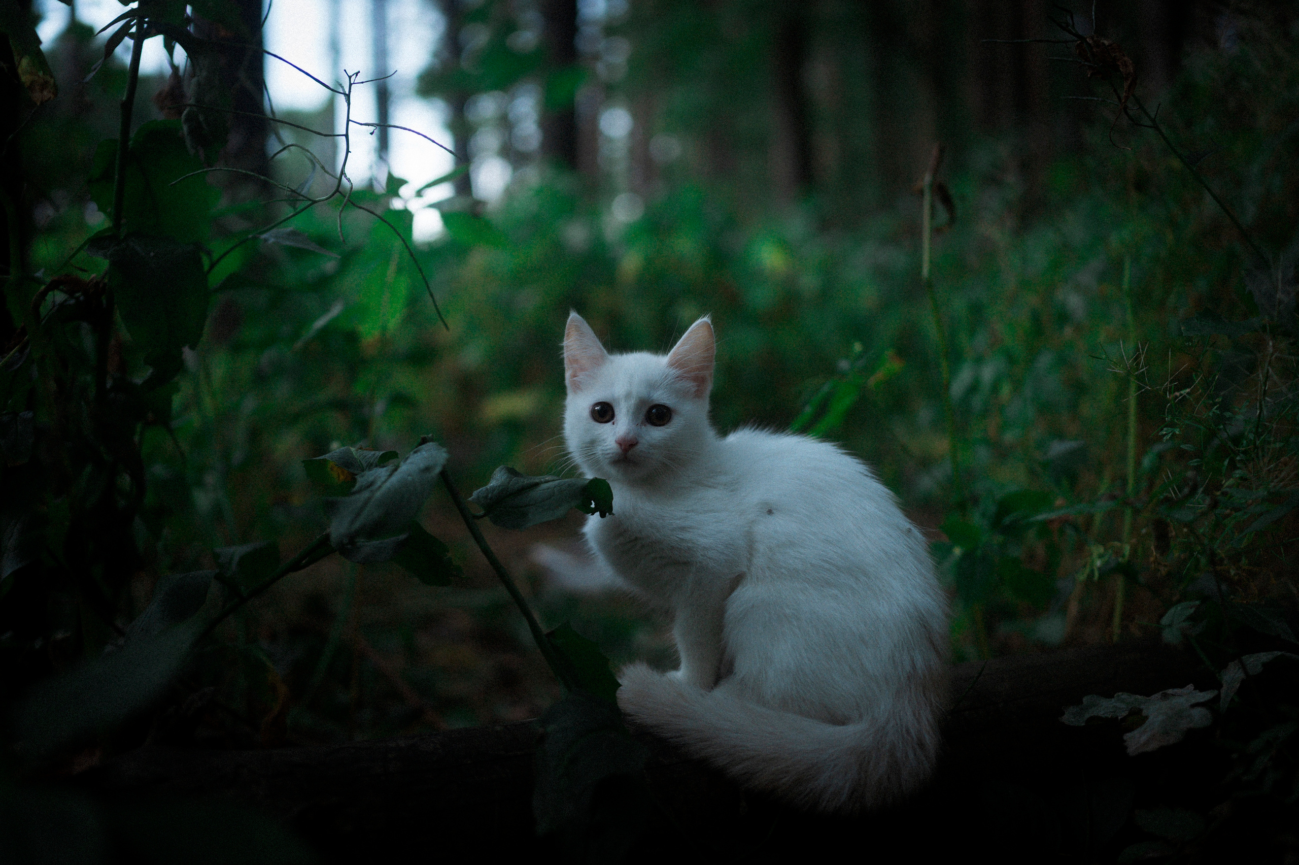 August 2022. Kartascheff