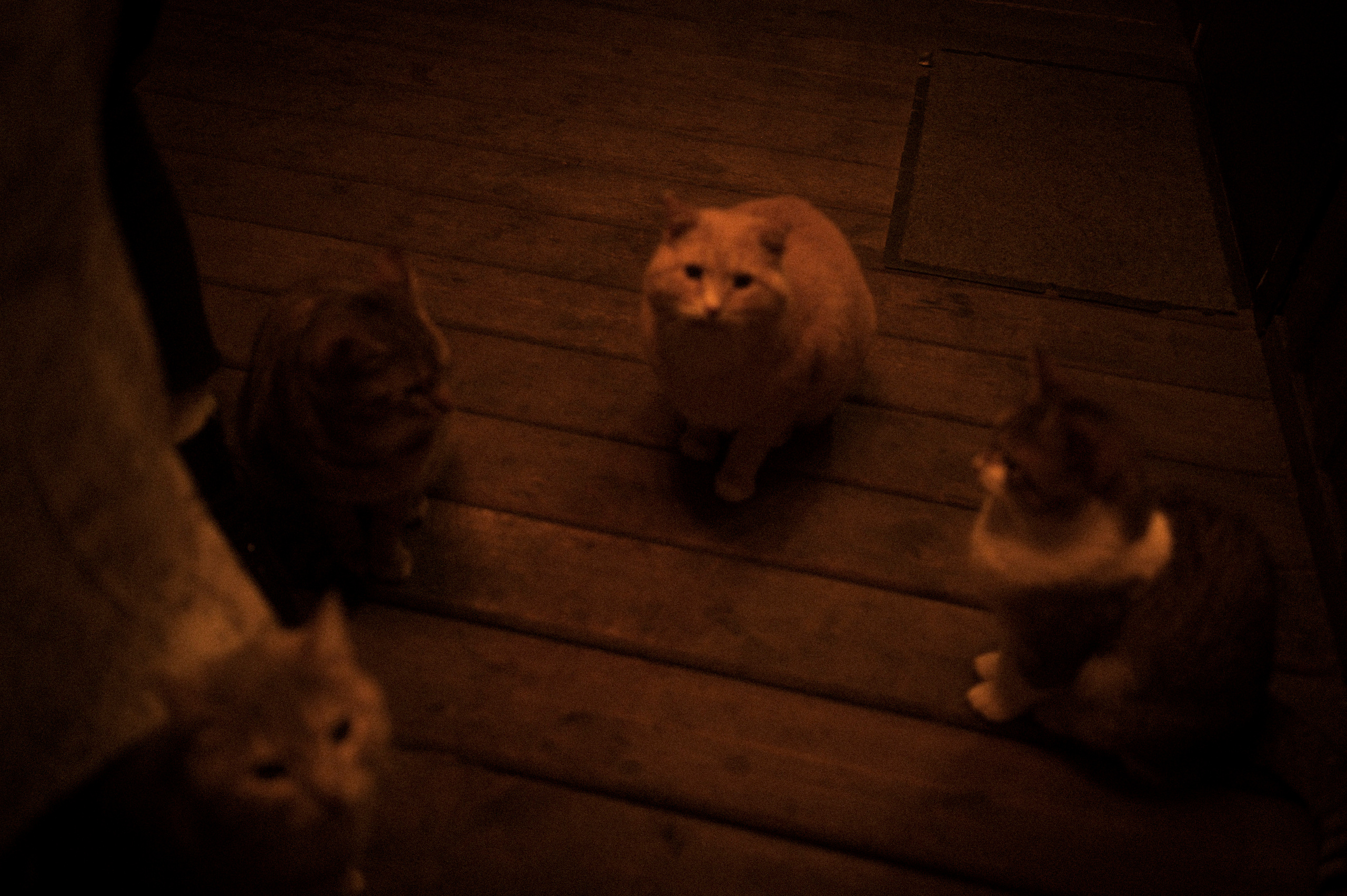 Cat feeding, 16.11.22. Kartascheff