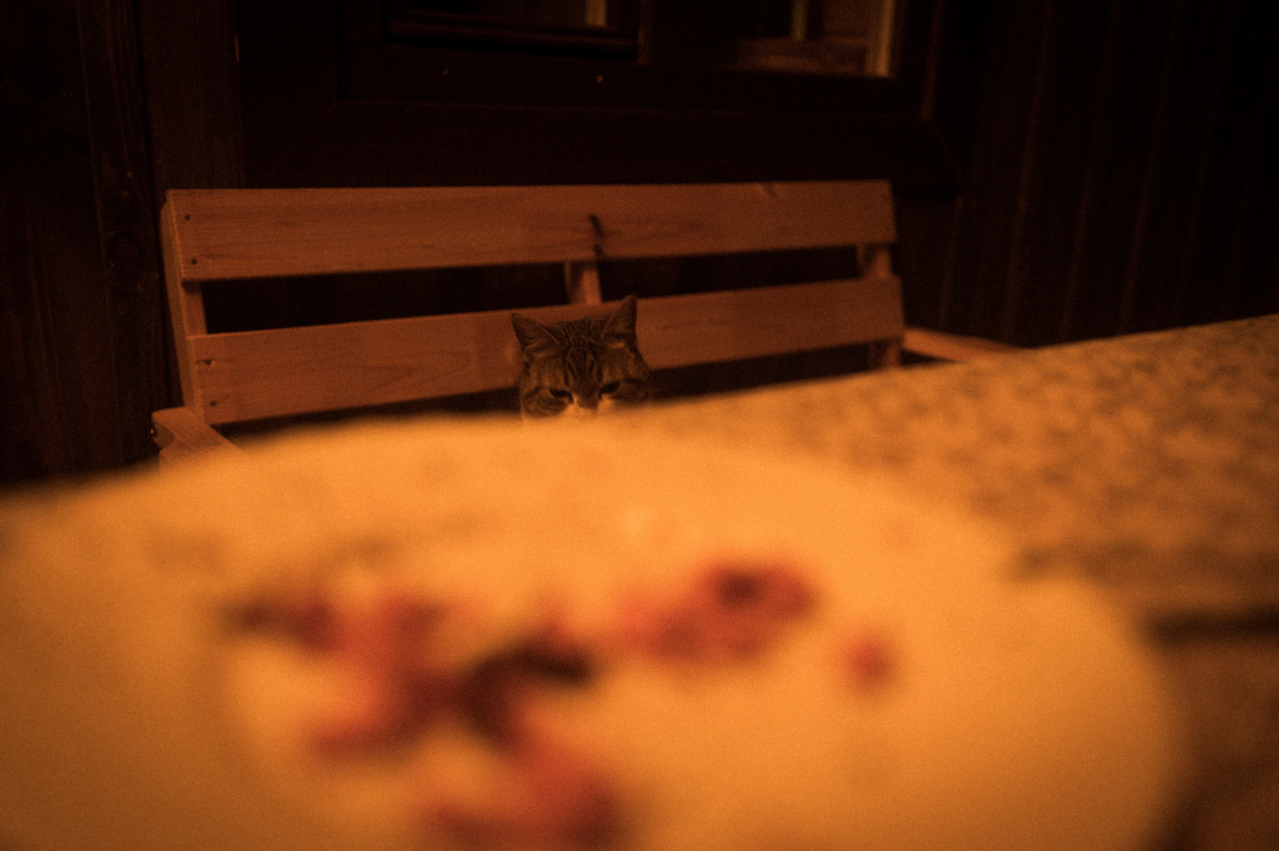 Cat feeding, 16.11.22. Kartascheff