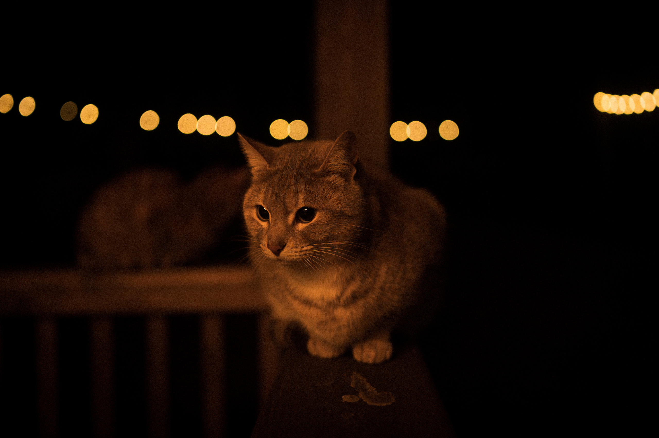 Cat feeding, 16.11.22. Kartascheff