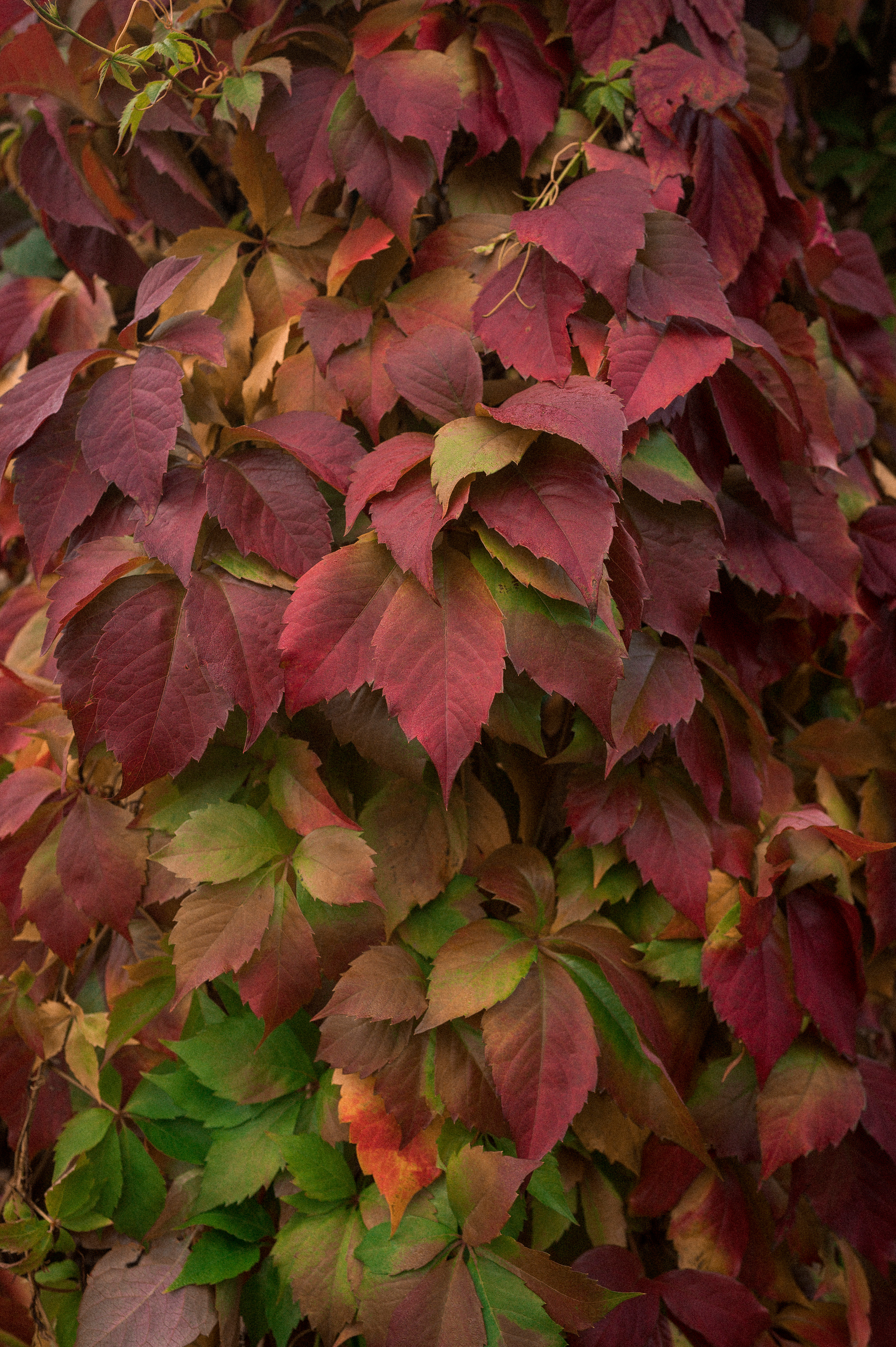 Autumn Trip to Russian towns. Kartascheff