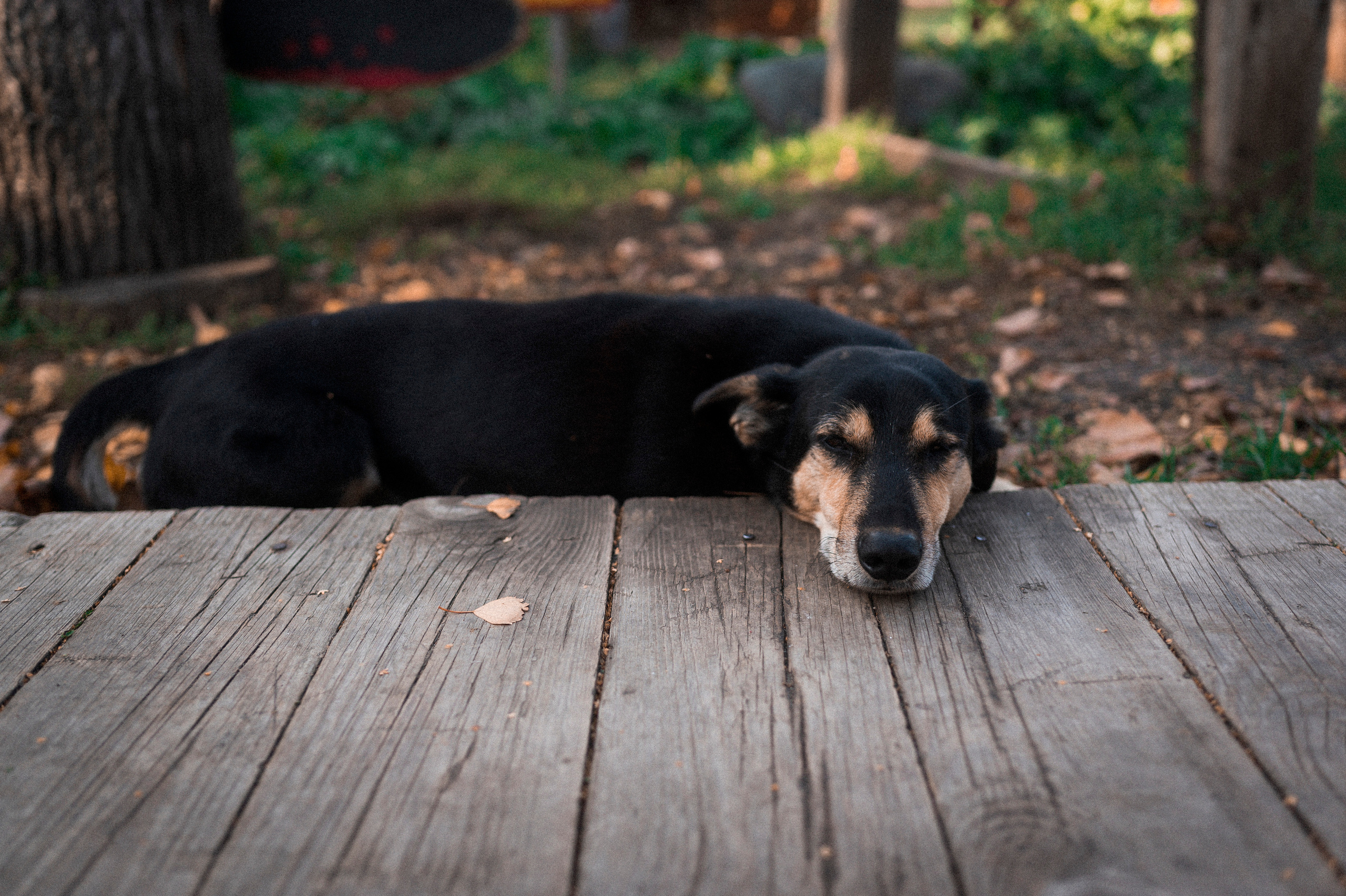 Autumn Trip to Russian towns. Kartascheff