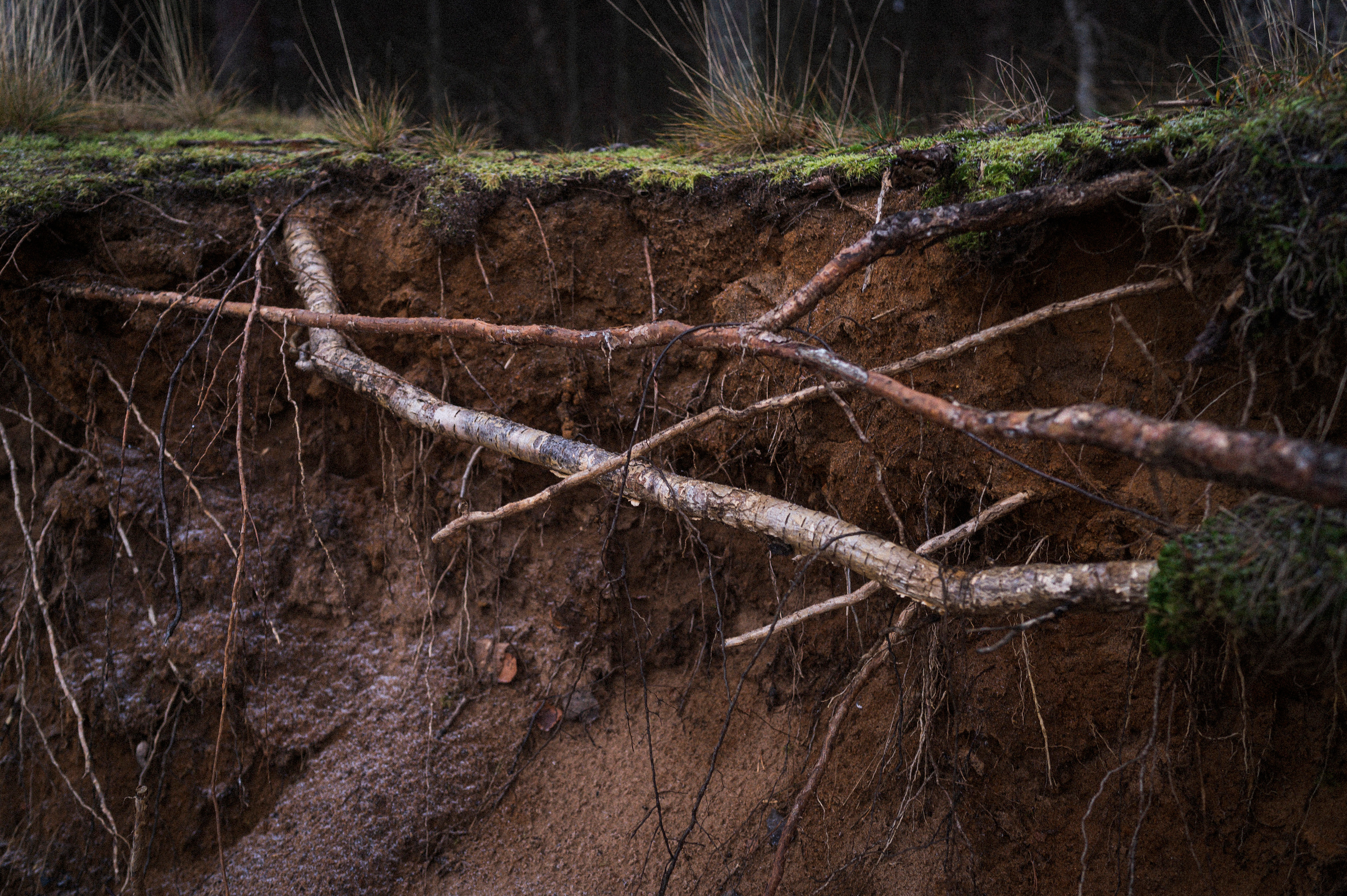 To the northwest of Russia. Kartascheff