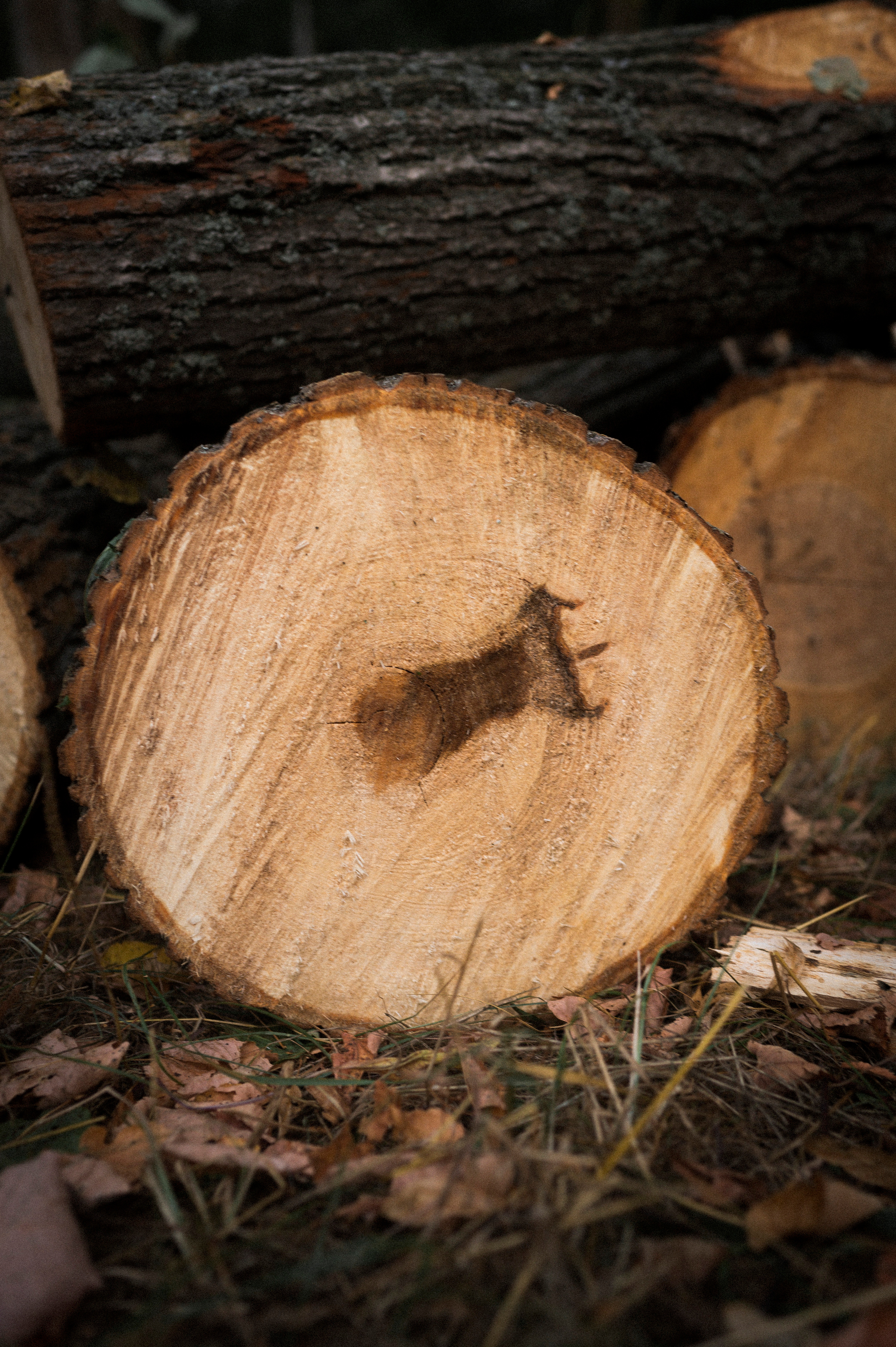 August 2022. Kartascheff