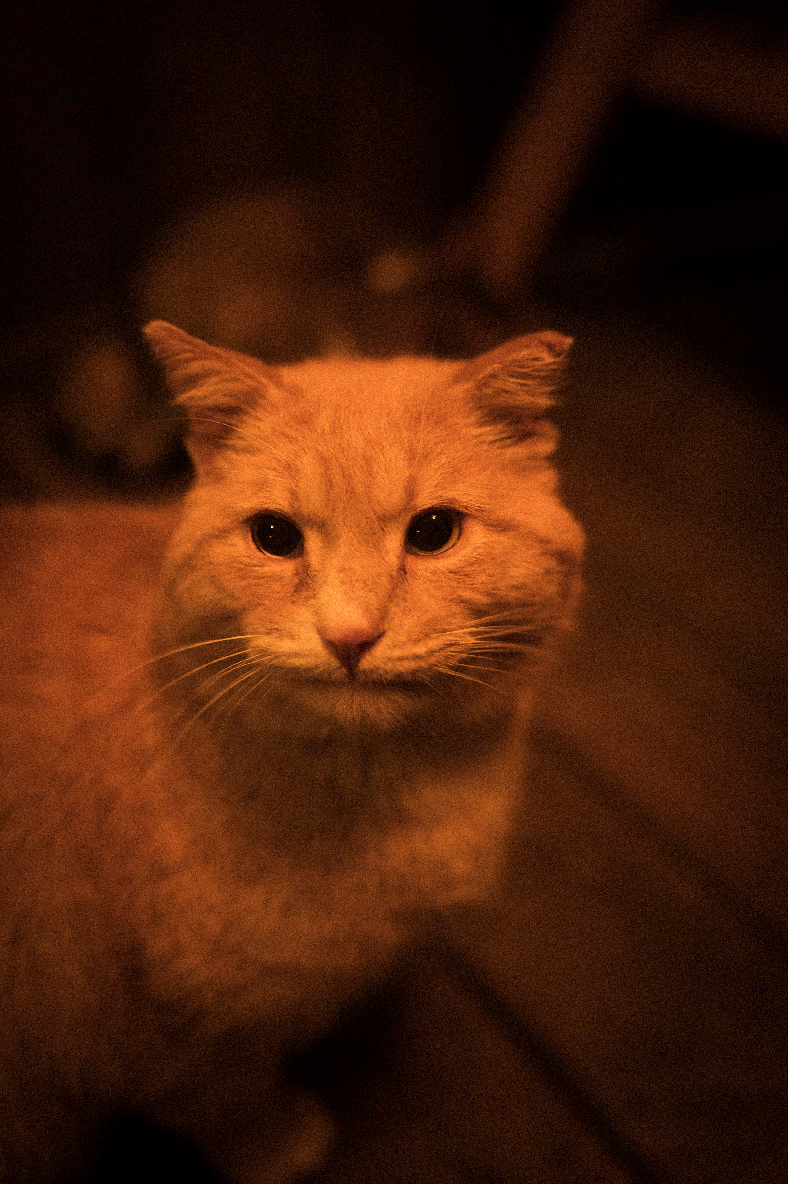 Cat feeding, 16.11.22. Kartascheff