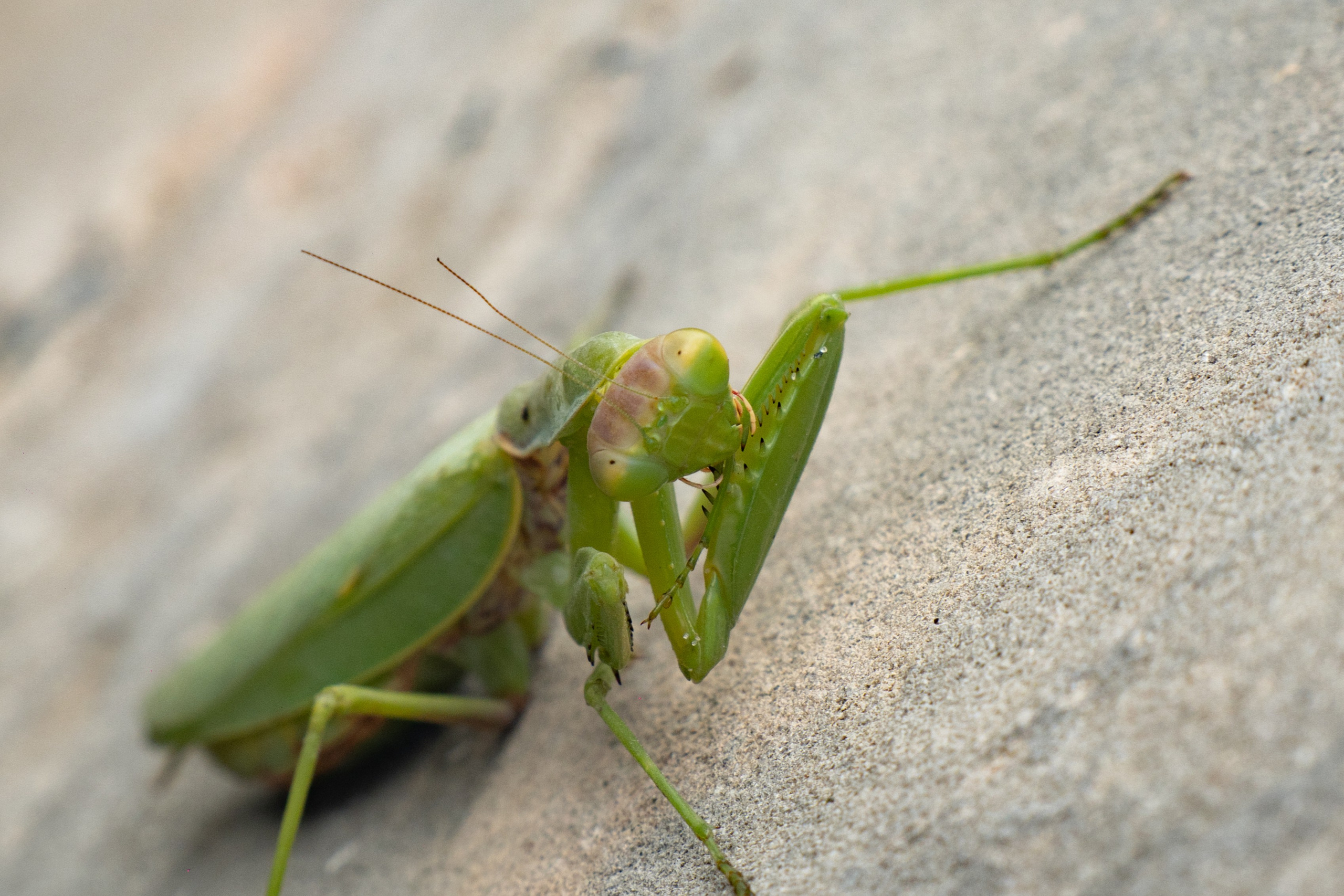 Краснодарский край. Gusarov Travel Photography