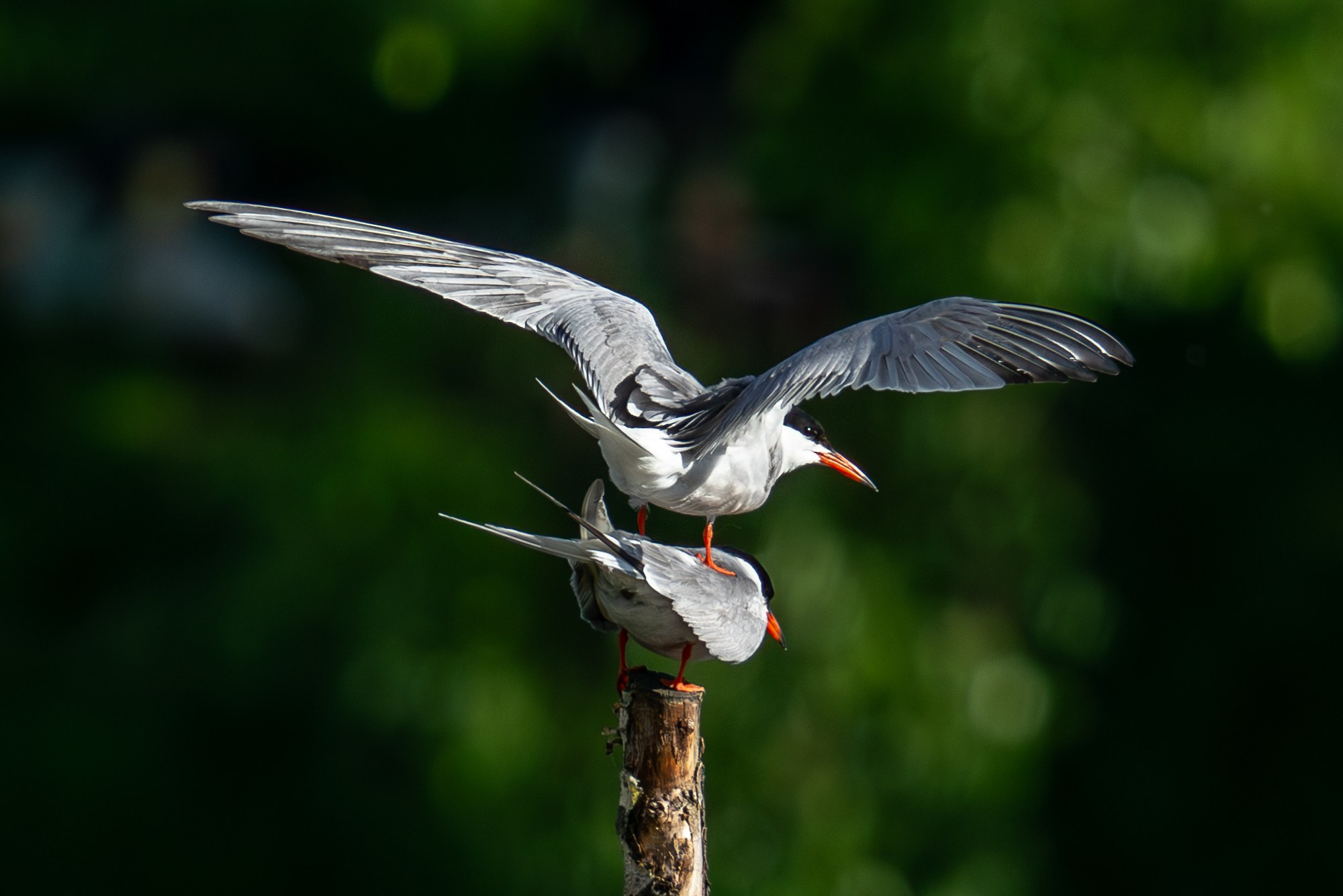 Удивительные мир птиц. Вокруг нас столько прекрасного — присмотритесь!. Ваш личный фотограф Марина Волкова