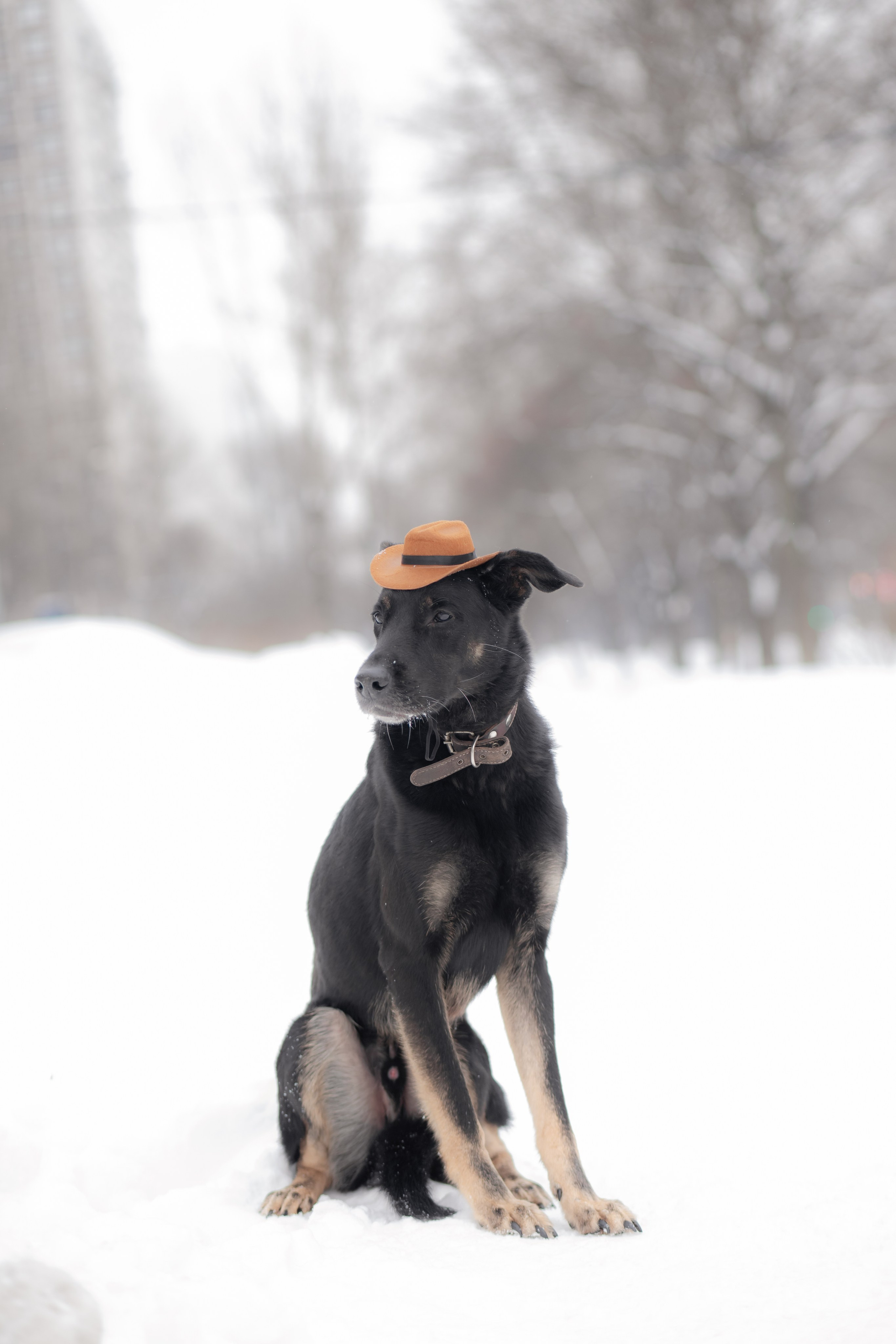 Фотосессии животных. Детский фотограф, фотограф-анималист