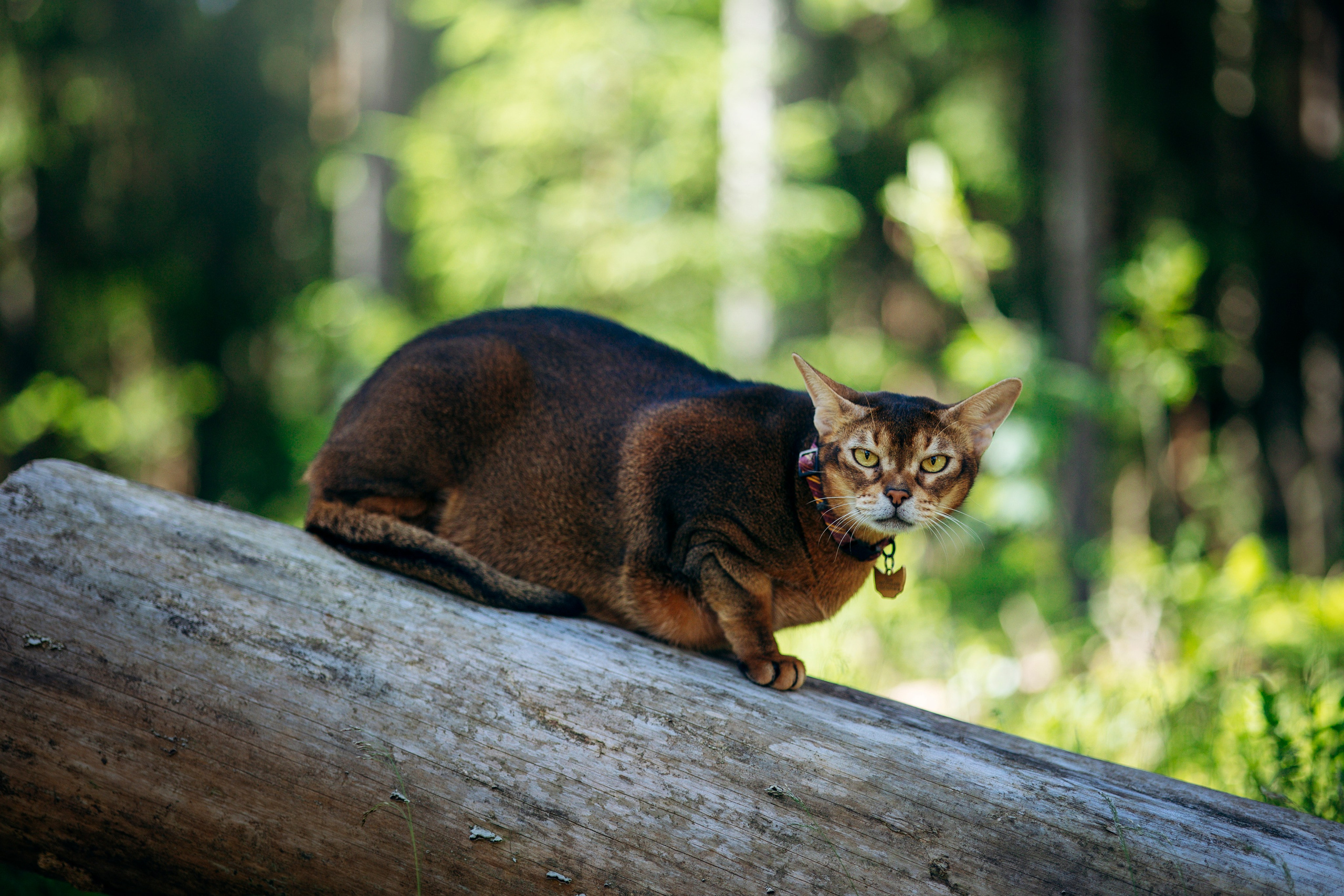 Котофеи и их семья. Фотограф — Анималист | Санкт-Петербург