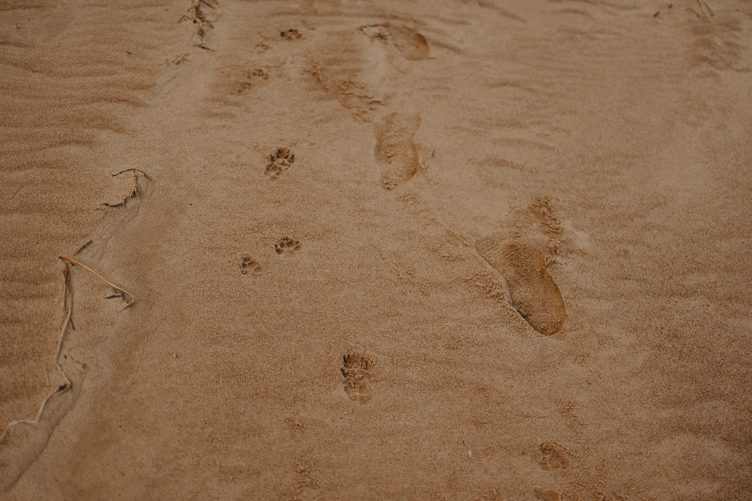 Алиса и Лео. Фотограф — Анималист | Санкт-Петербург