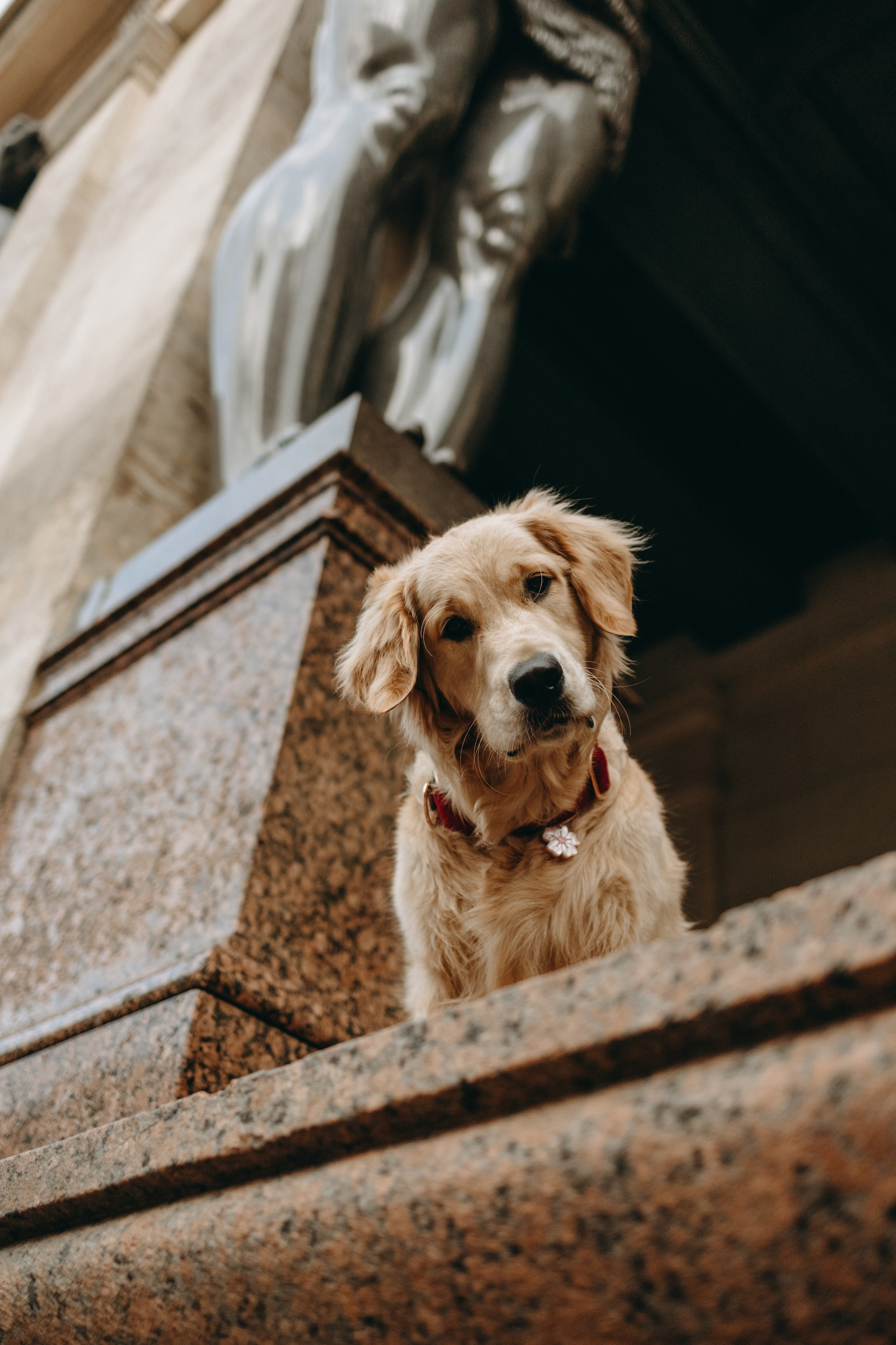 Бетти и ее семья. Фотограф — Анималист | Санкт-Петербург
