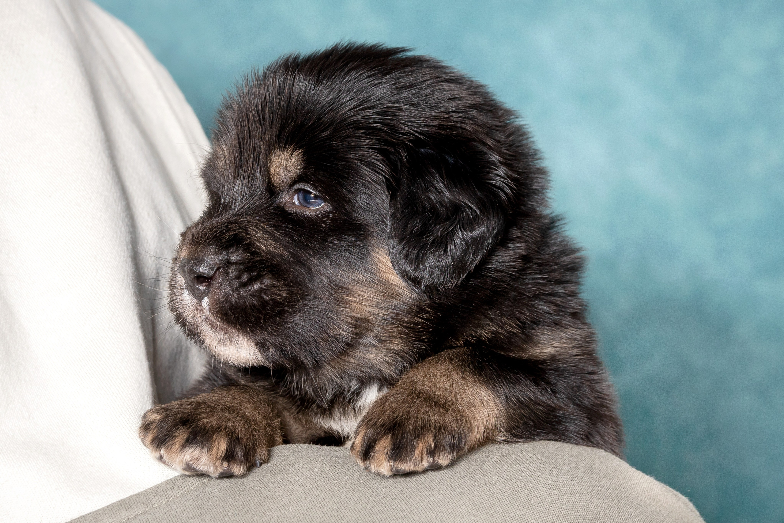 Тибетский мастиф. Юлия Микульская. Рыбинск