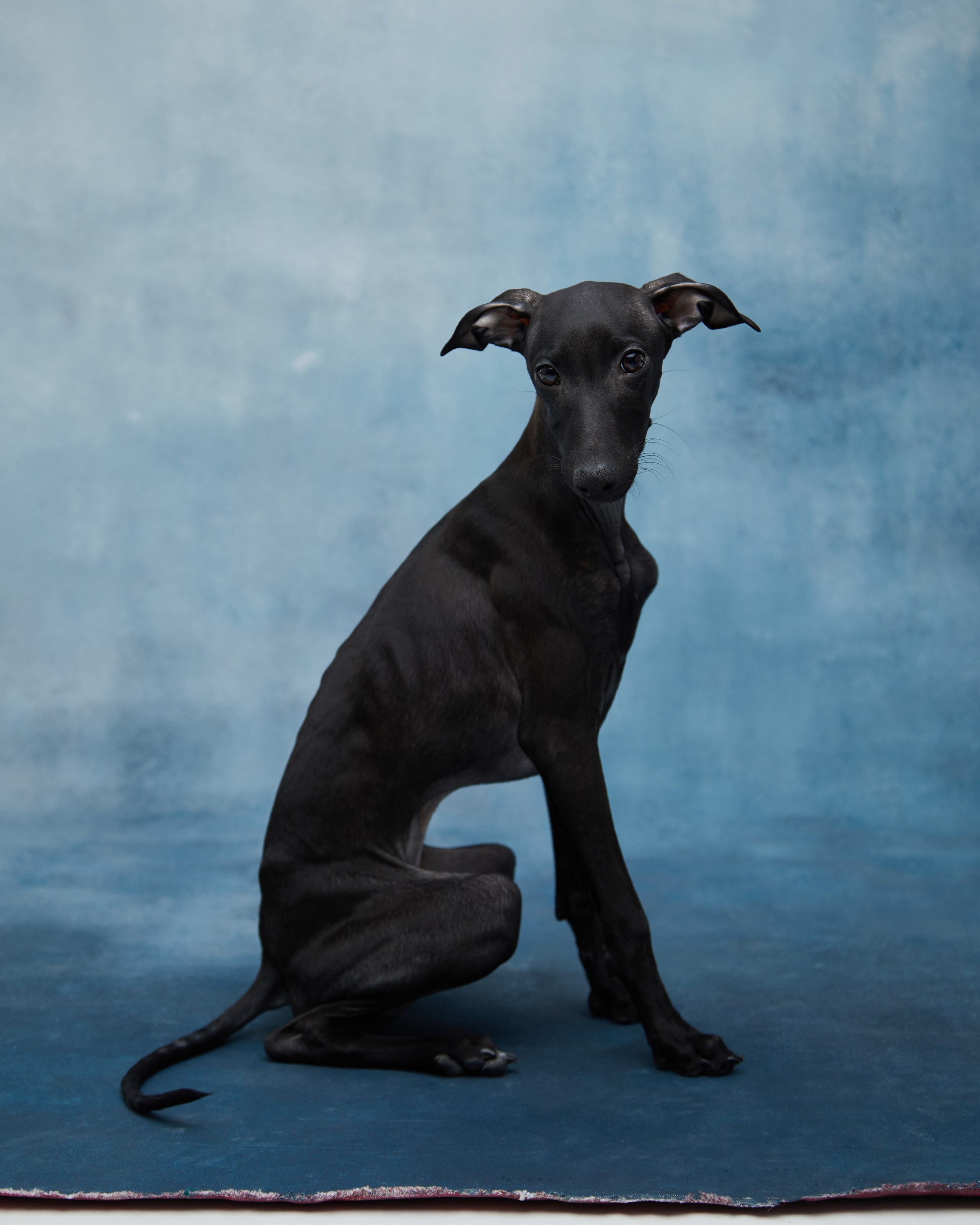 Pets Photography / Фотограф Собак