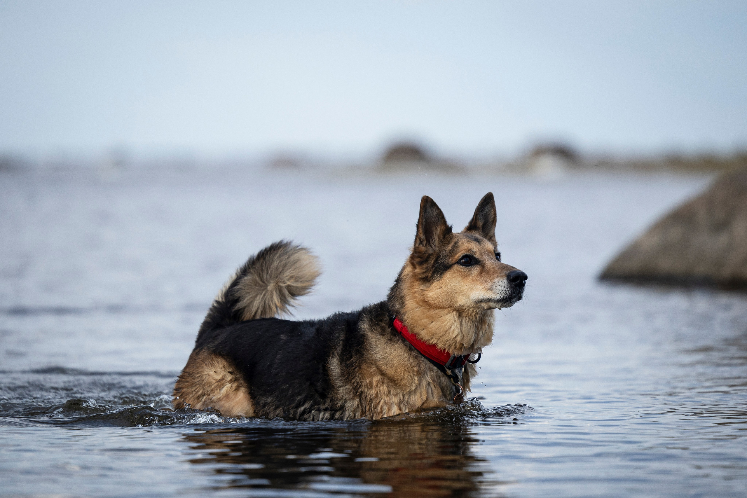 Ричард залив. Фотограф-анималист Анна Маринич