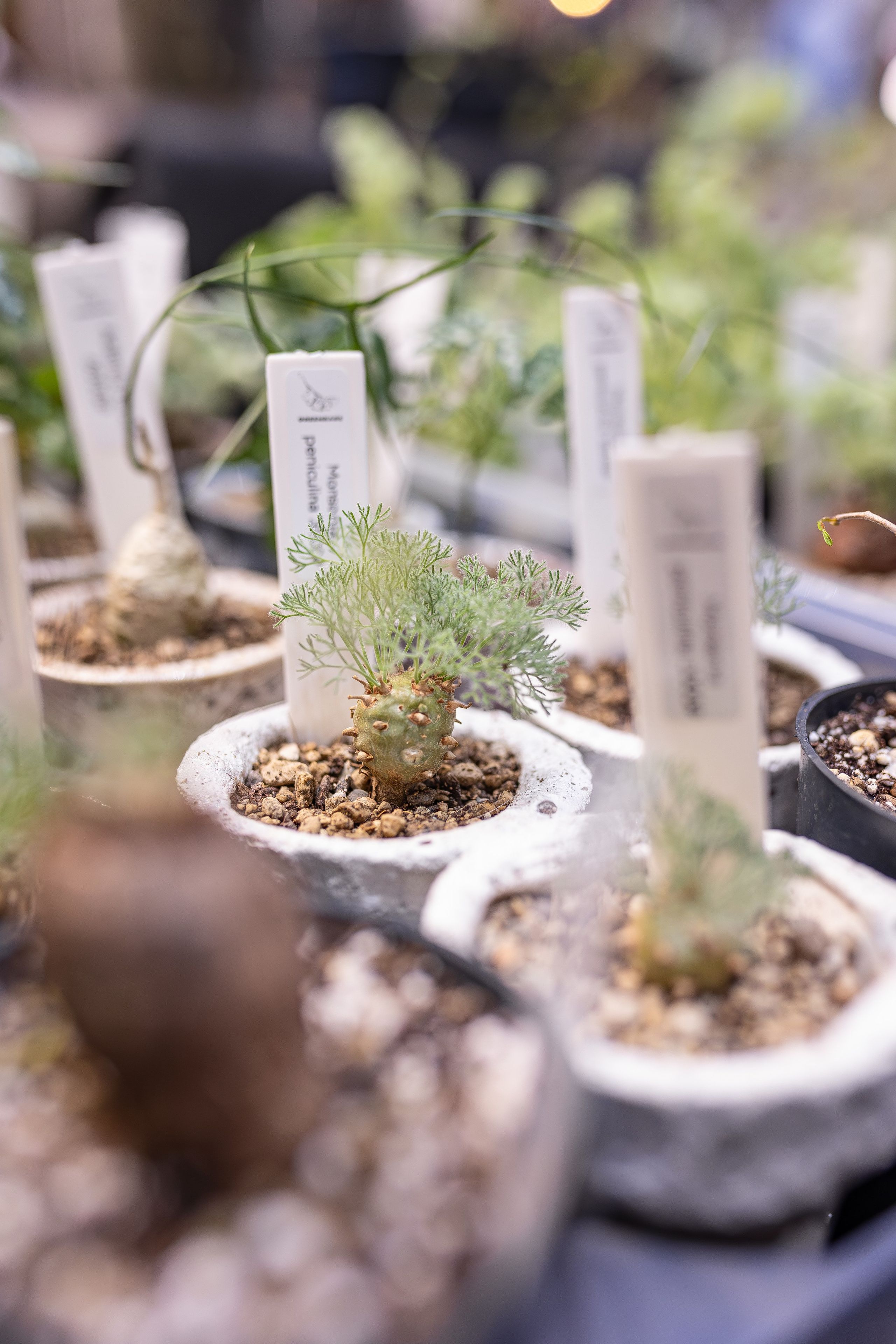 Орхидиум 12.2025. Александра Куликова фотограф, Москва