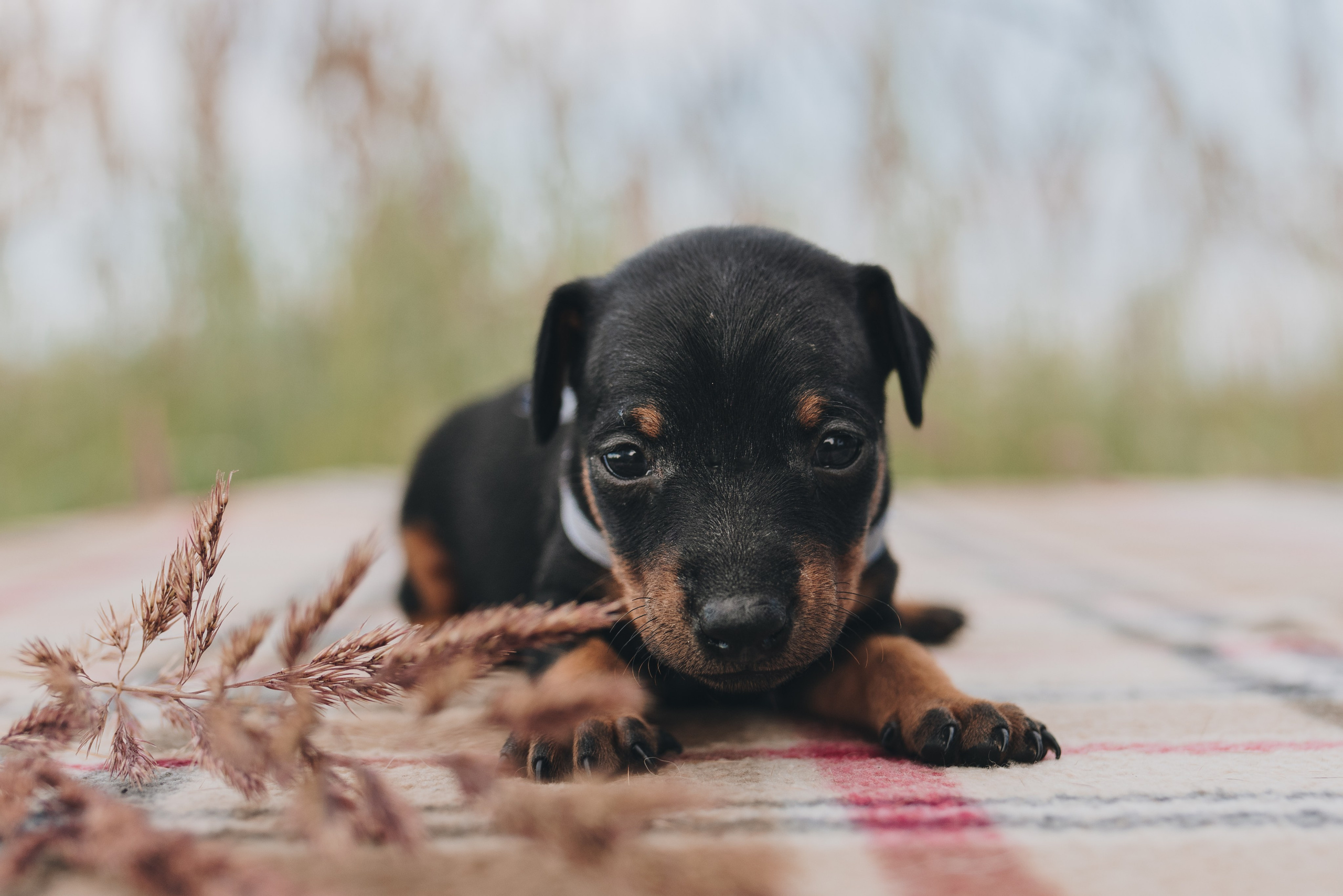 Pinschers. Natalia Finch Photography — Family, Kids & Pet Photographer in Chicago, IL