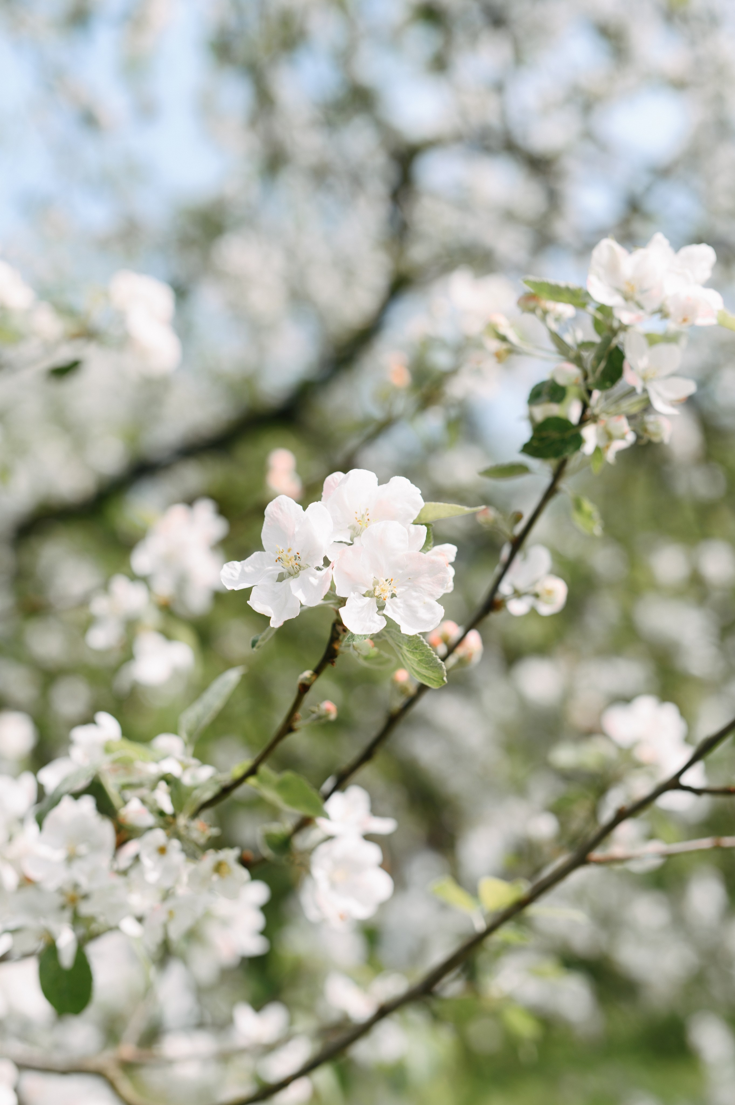 Семейная. Профессиональный фотограф и видеограф в Сортавала Ася Легконогова