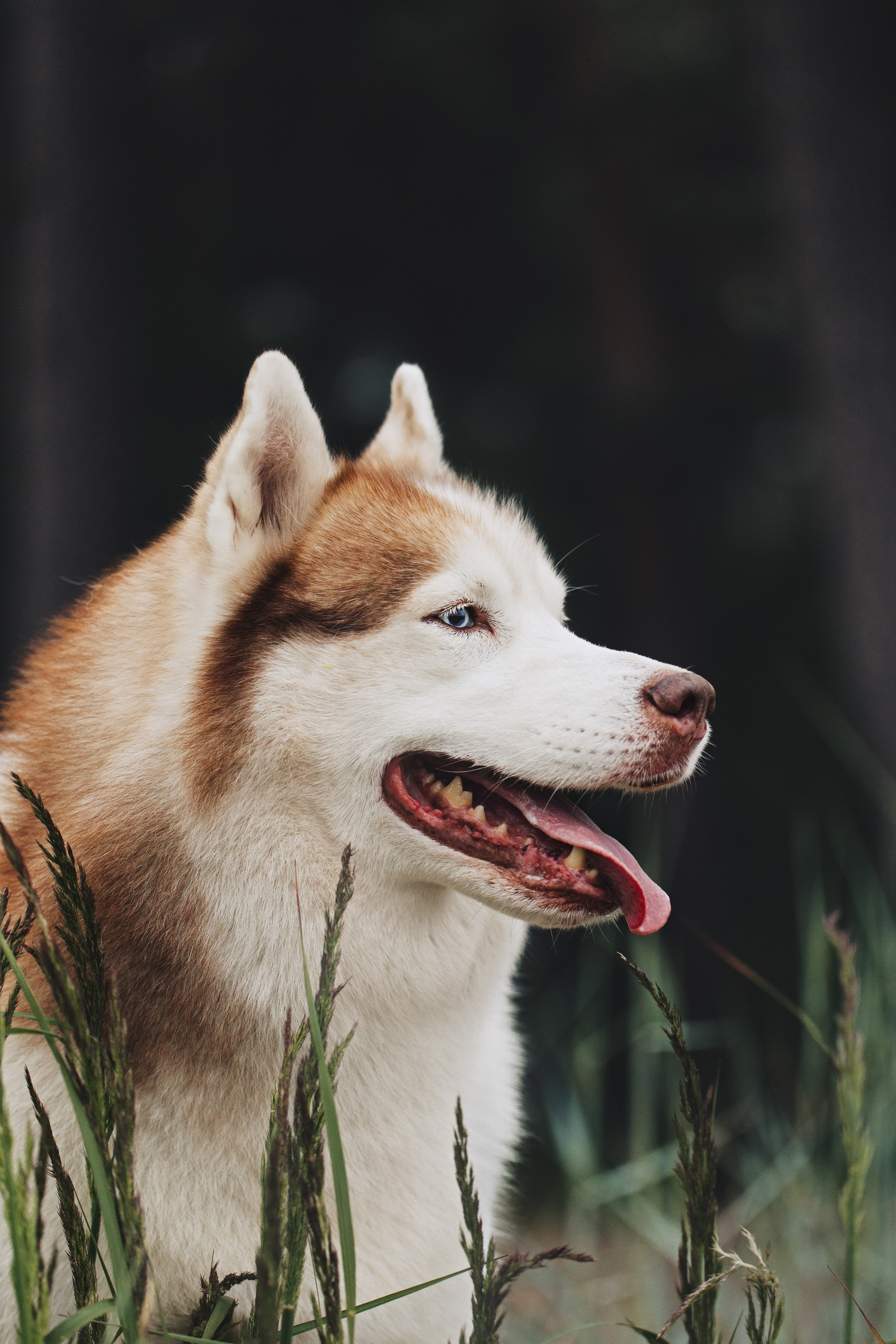 Фотопрогулки. Фотограф для людей и их питомцев Вика Шальнева