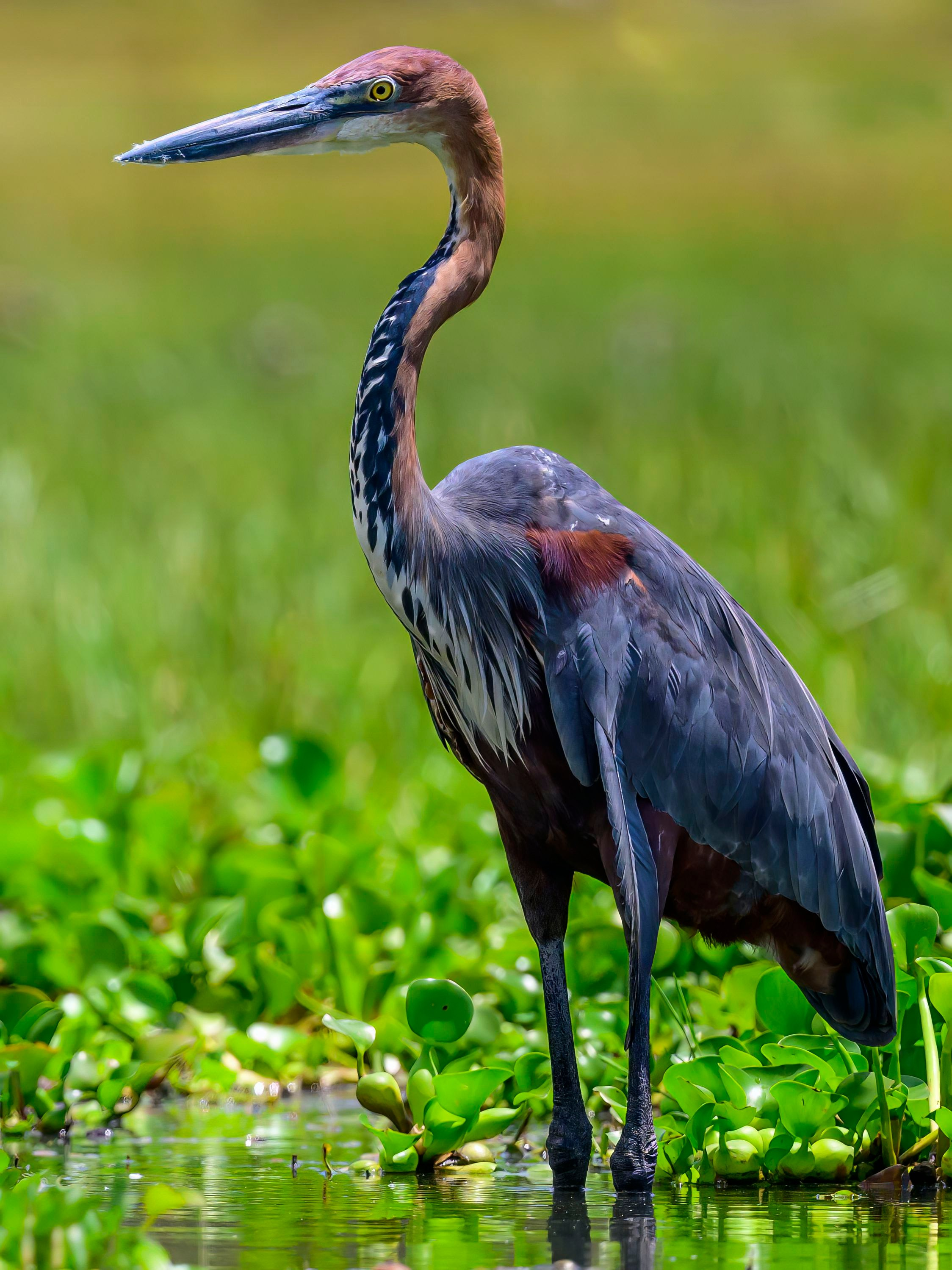Кения. Wildlife photography by Sergey Puponin