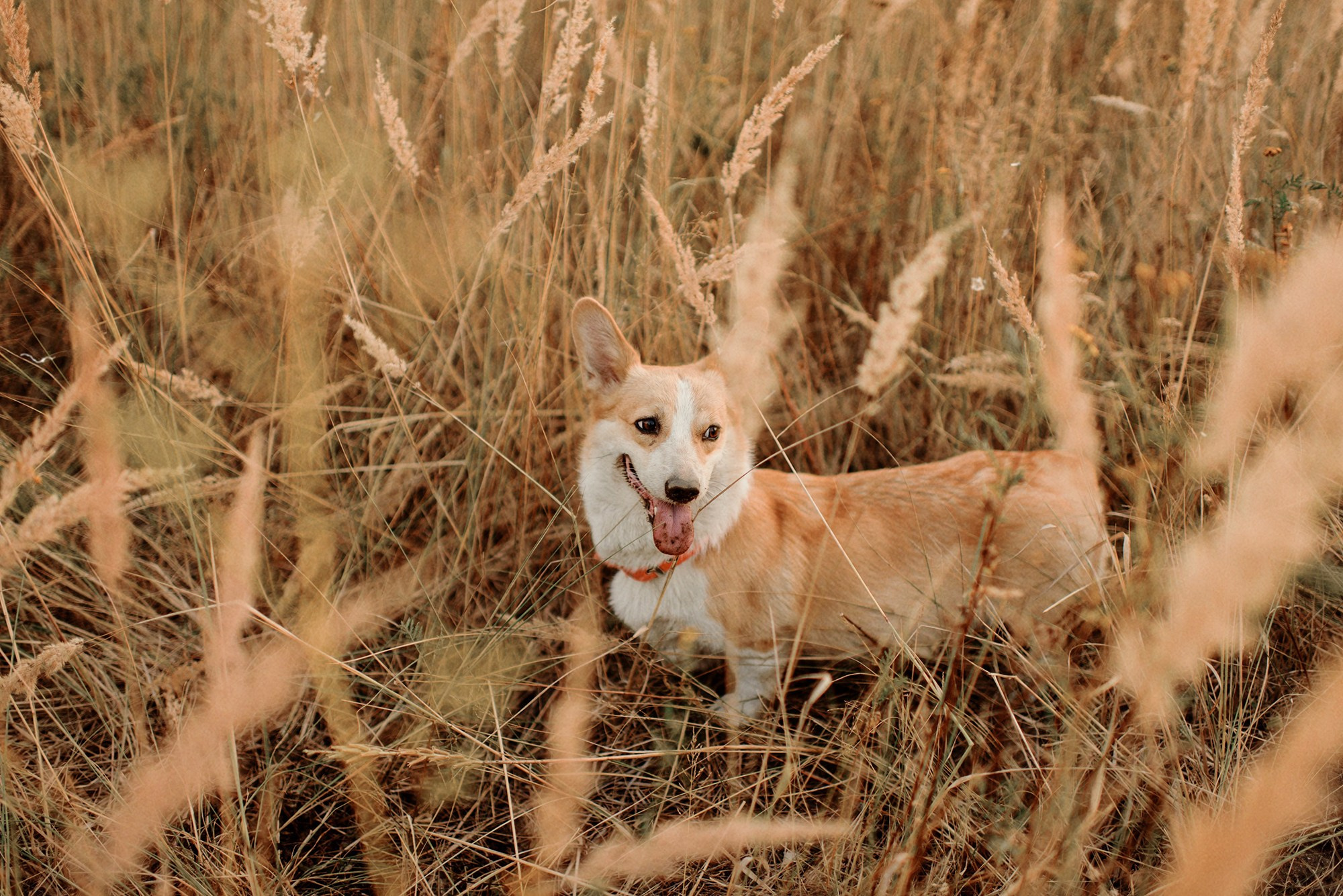 ЖЕНЯ, САША, СЕМЁН и ЛЁВА. Свадебный и семейный фотограф РИТА БОЧКАРЁВА