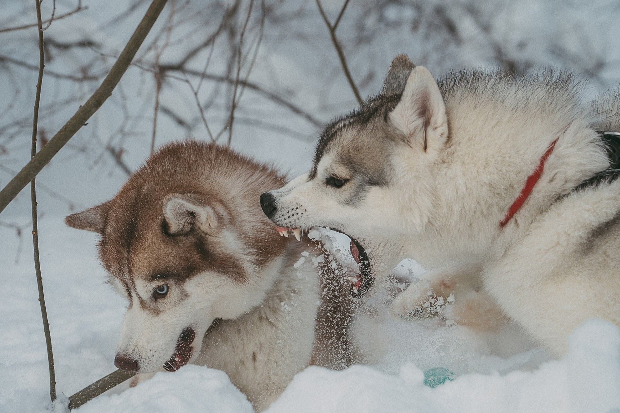 Полина, Уго и Пышка. Фотограф анималист в Москве и Санкт-Петербурге Свиридова Анна