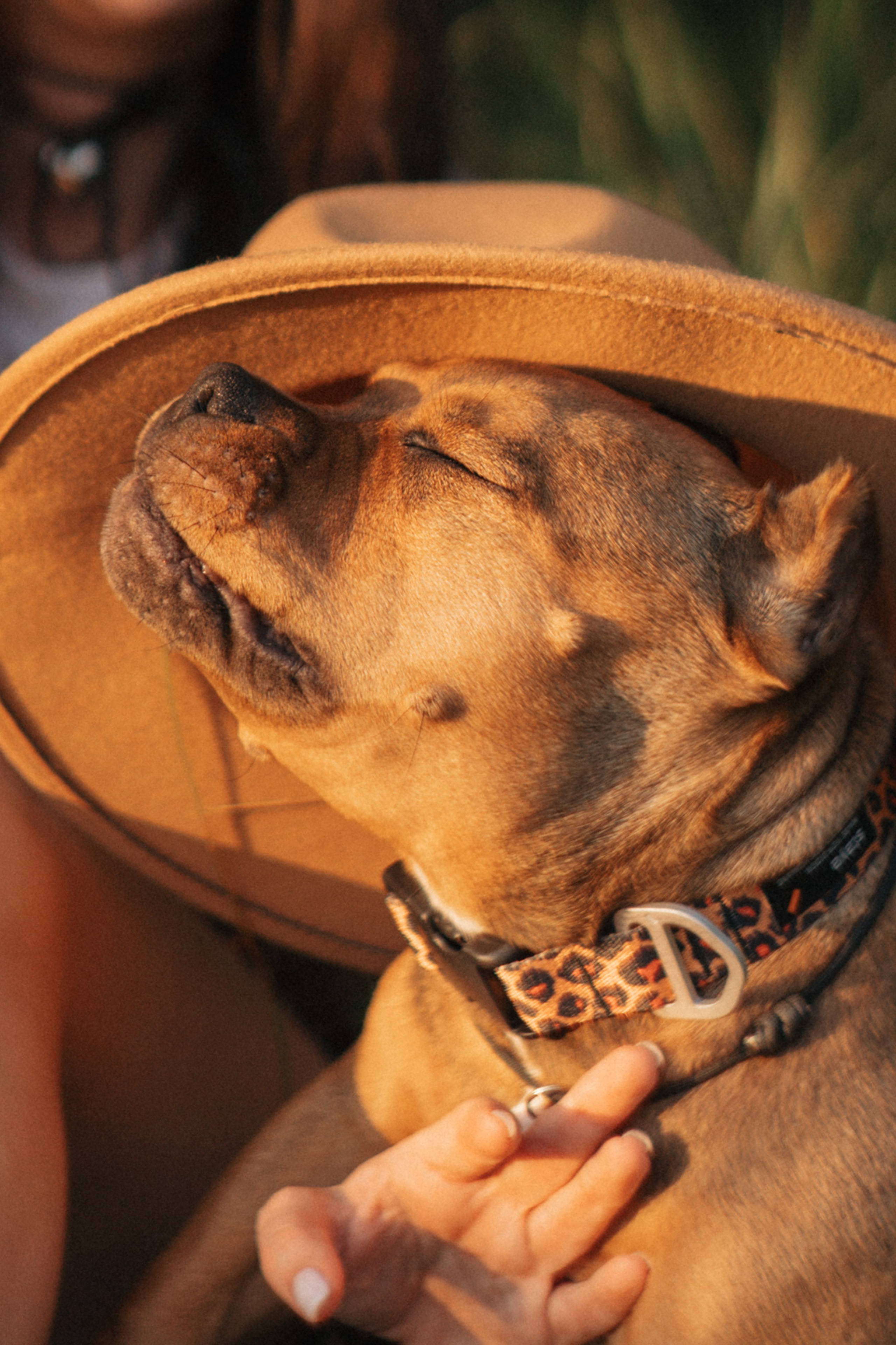 Кристина и Эфи. Фотограф анималист в Москве и Санкт-Петербурге Свиридова Анна