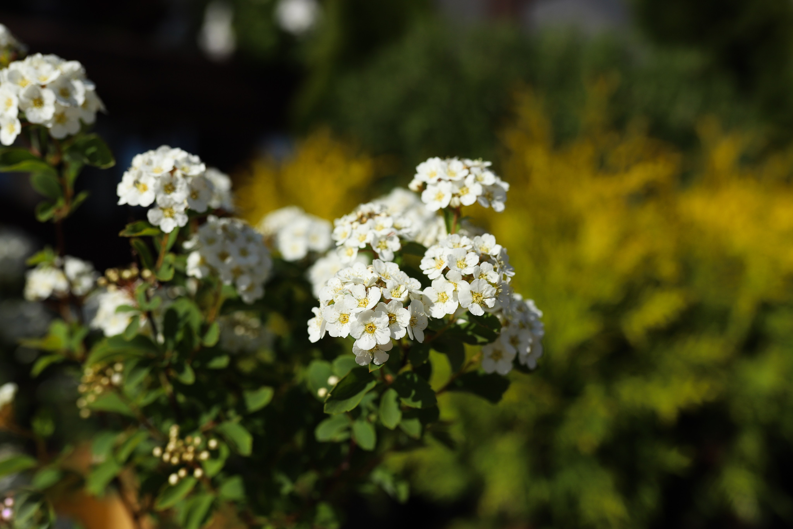 Садовый центр. Фотограф Эмилия Сафиуллина