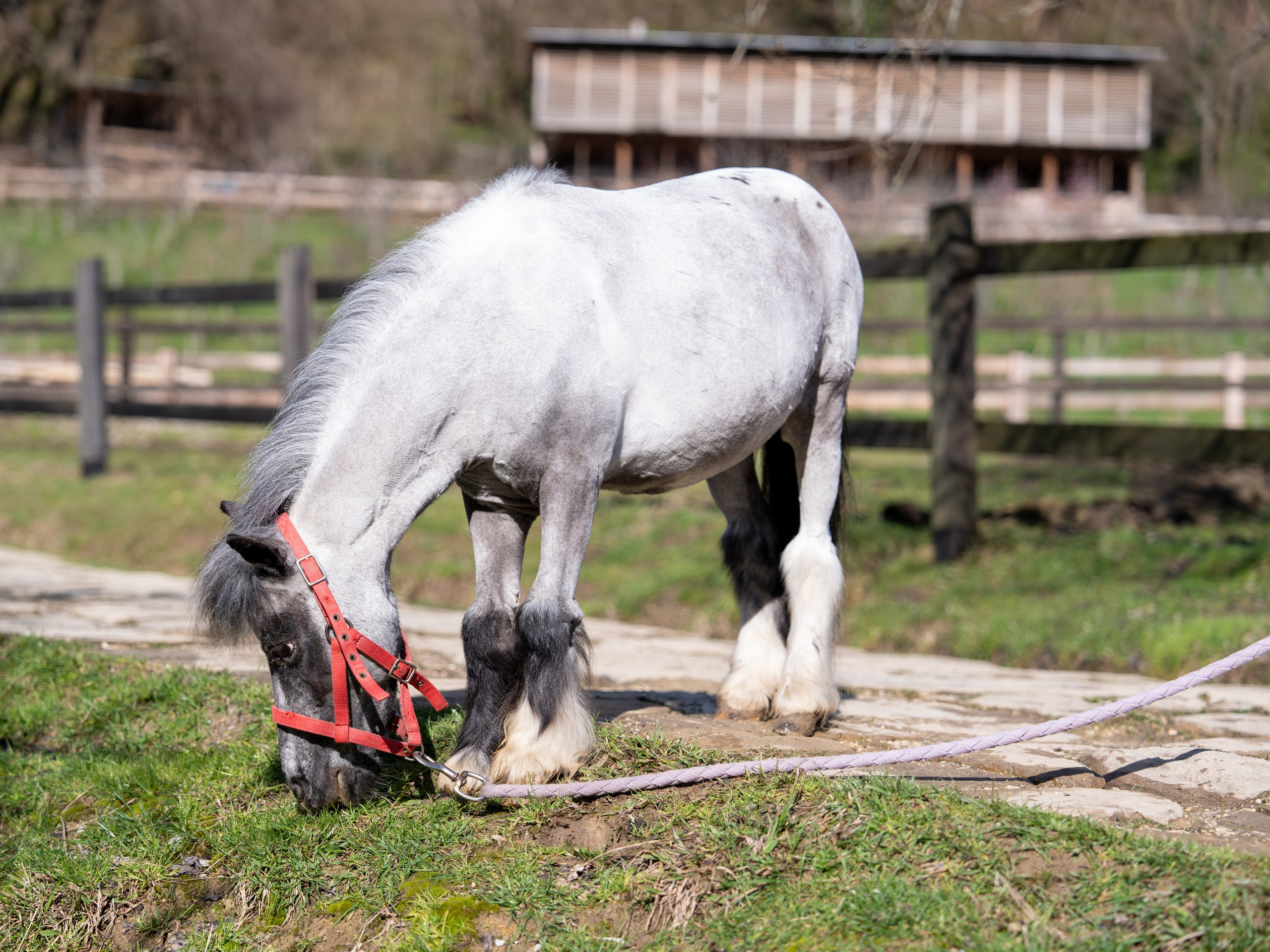 MICE мероприятие на ферме Экзархо. Репортажный фотограф в Красной Поляне и Сочи Павлюченко Екатерина