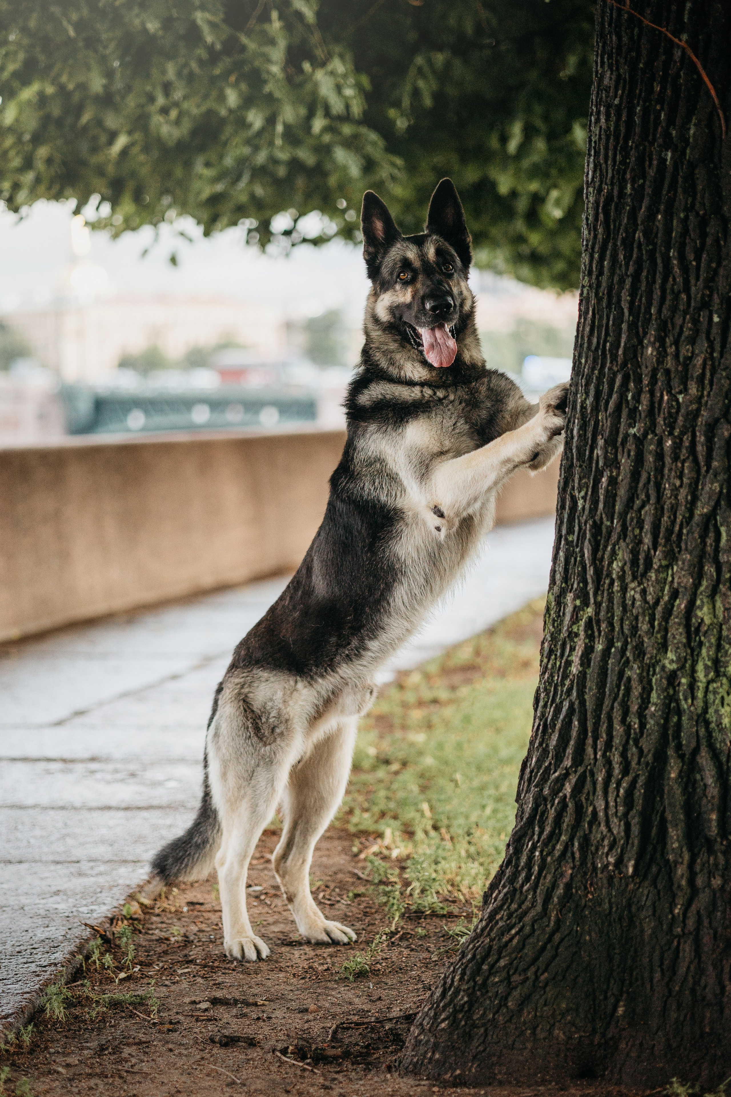 Рей и Ксения. Фотограф — Анималист | Санкт-Петербург