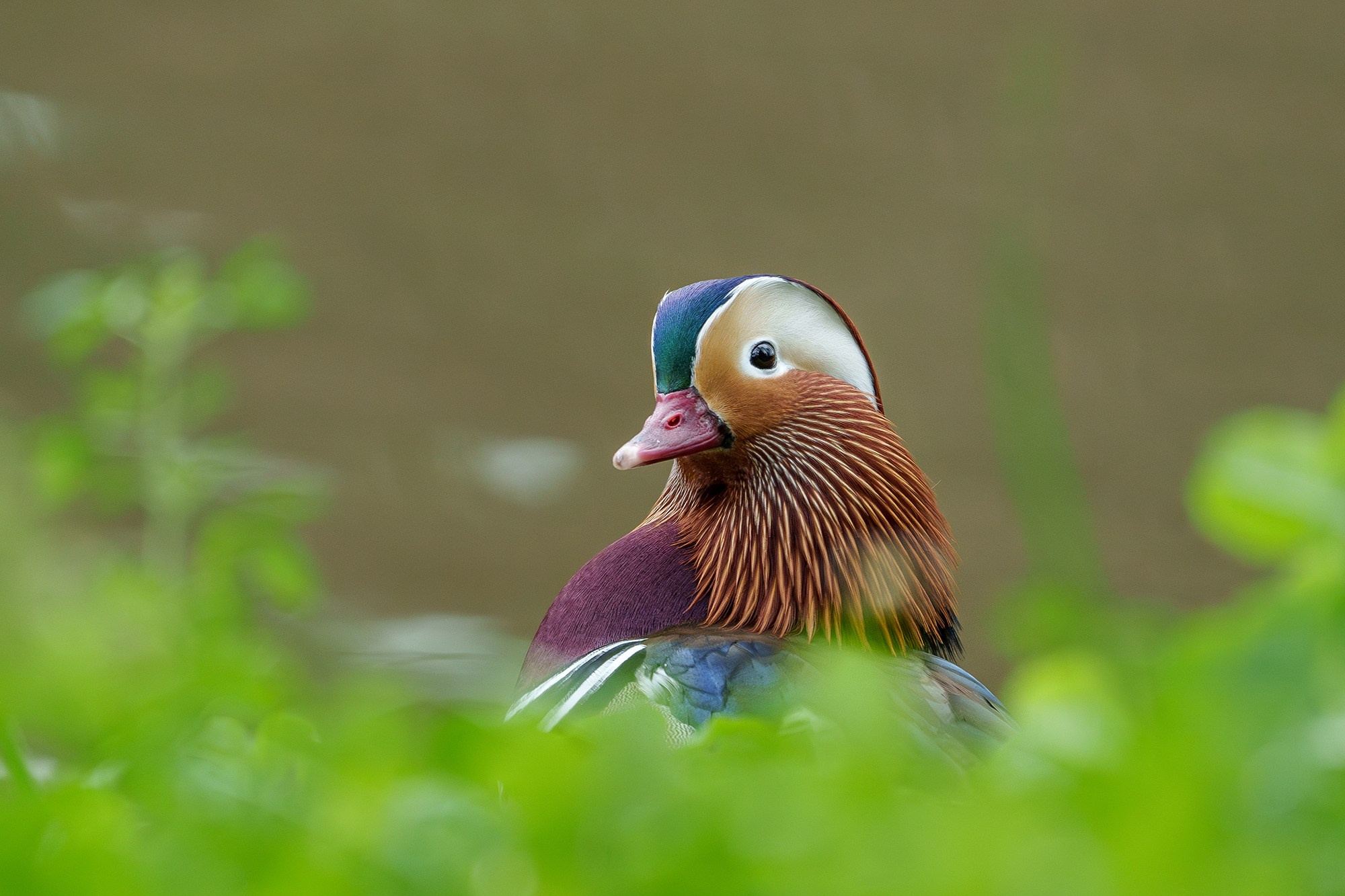 Удивительные мир птиц. Вокруг нас столько прекрасного — присмотритесь!. Ваш личный фотограф Марина Волкова