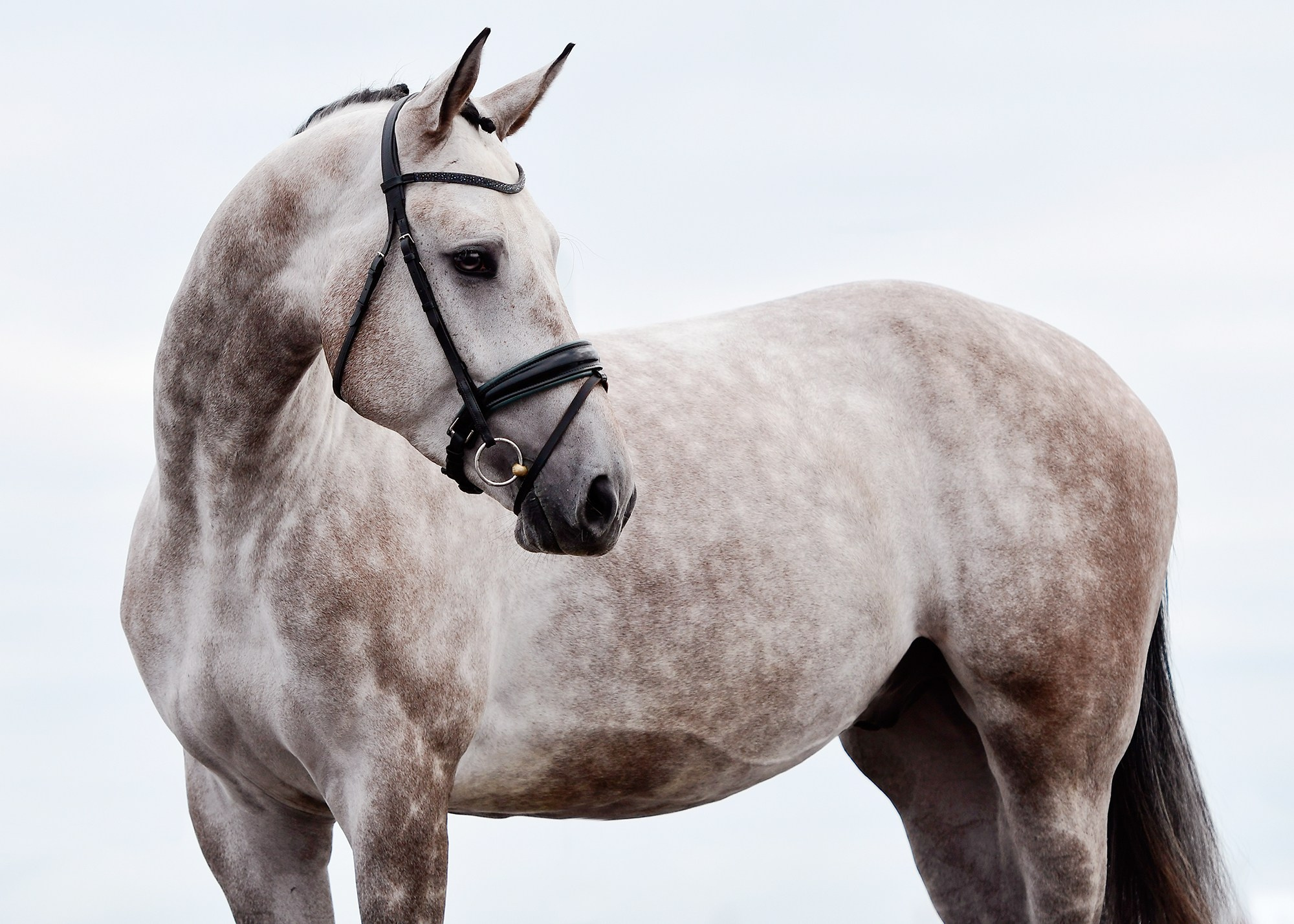 Портреты. Конный фотограф Alesya Safe